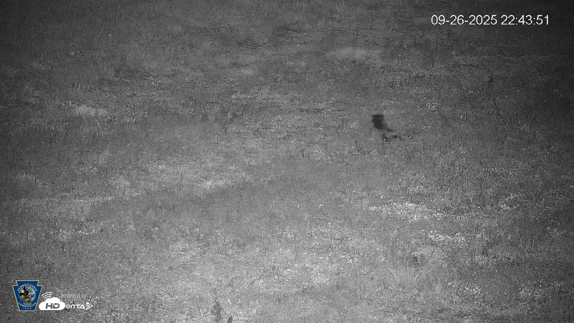 Snapshot of Pennsylvania Elk Live Webcam taken Sep 26, 2025, 10:44pm EDT