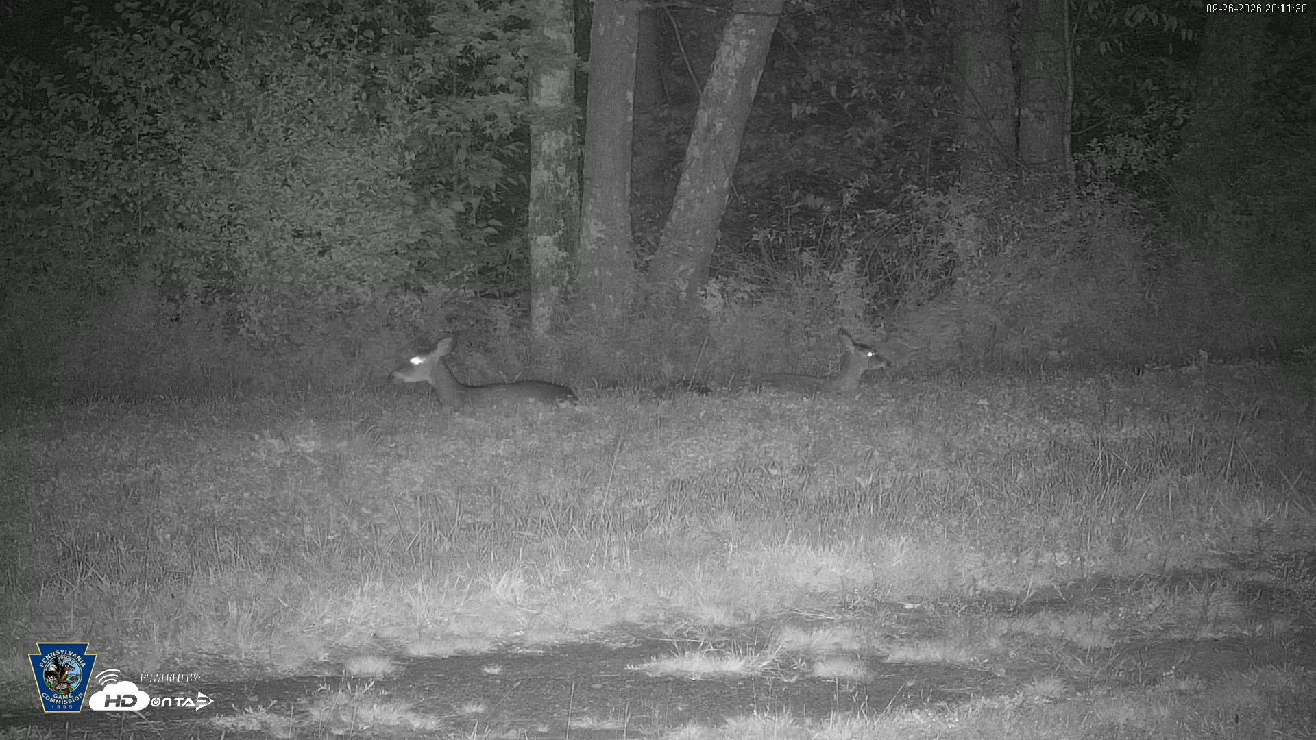 Snapshot of Pennsylvania Elk Live Webcam taken Sep 26, 2026, 8:12pm EDT