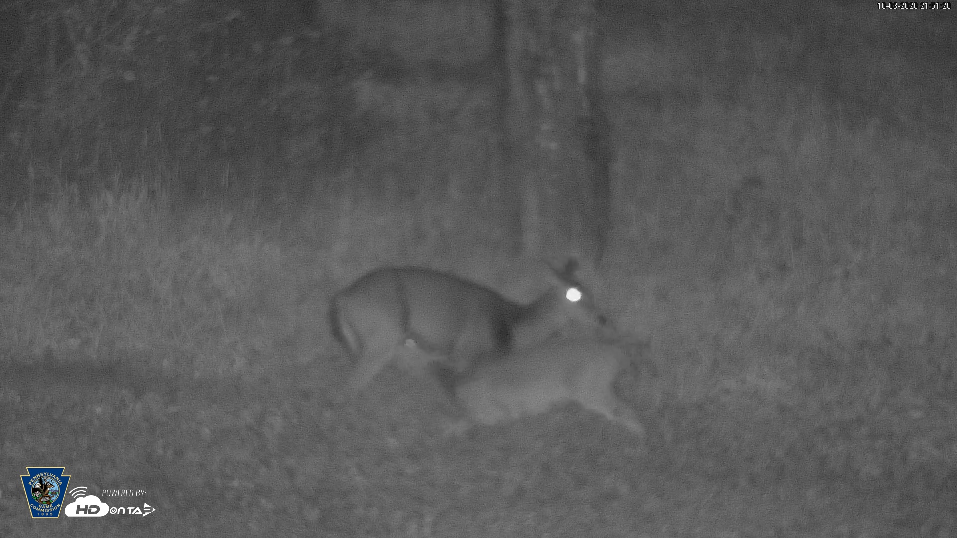 Snapshot of Pennsylvania Elk Live Webcam taken Oct 3, 2026, 9:52pm EDT