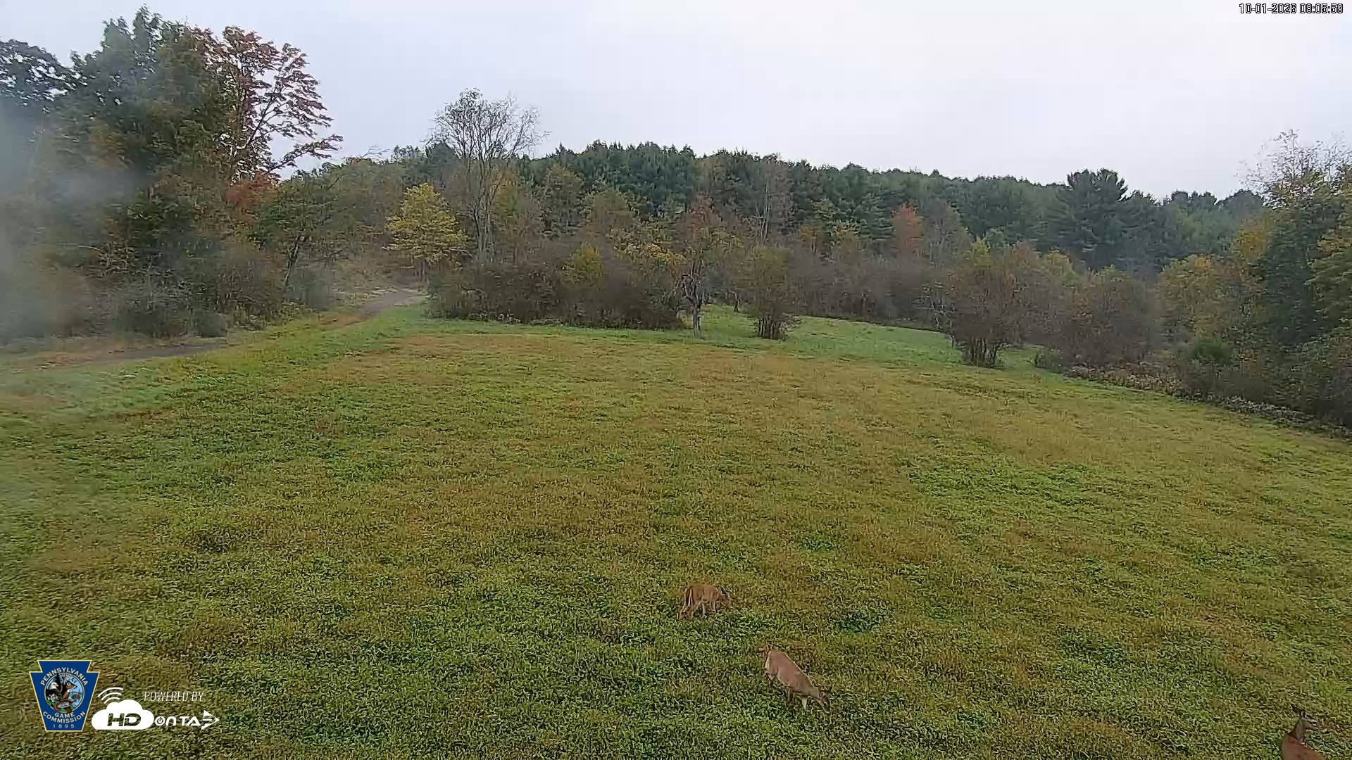 Snapshot of Pennsylvania Elk Live Webcam taken Oct 1, 2026, 8:06am EDT