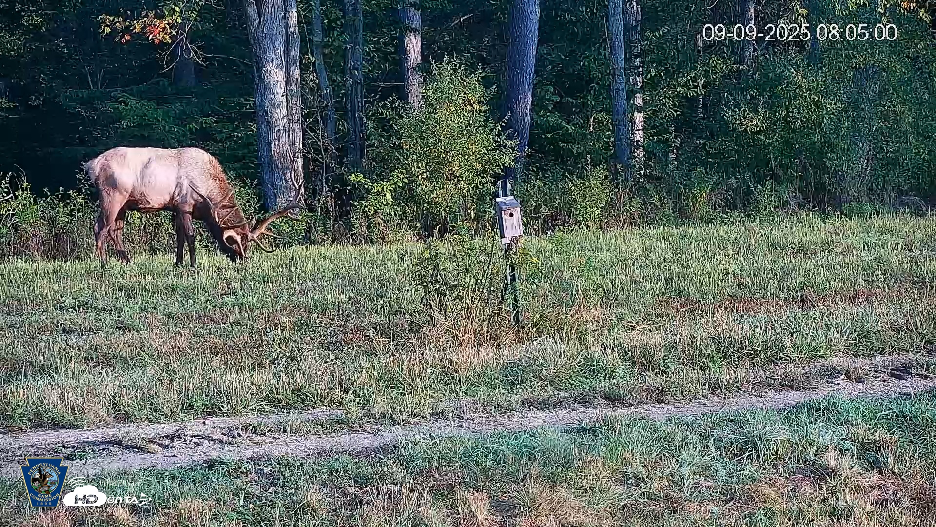 Snapshot of Pennsylvania Elk Live Webcam taken Sep 9, 2025, 8:05am EDT