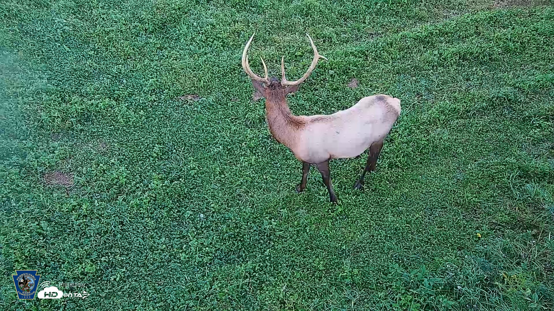 Snapshot of Pennsylvania Elk Live Webcam taken Sep 6, 2026, 7:38pm EDT