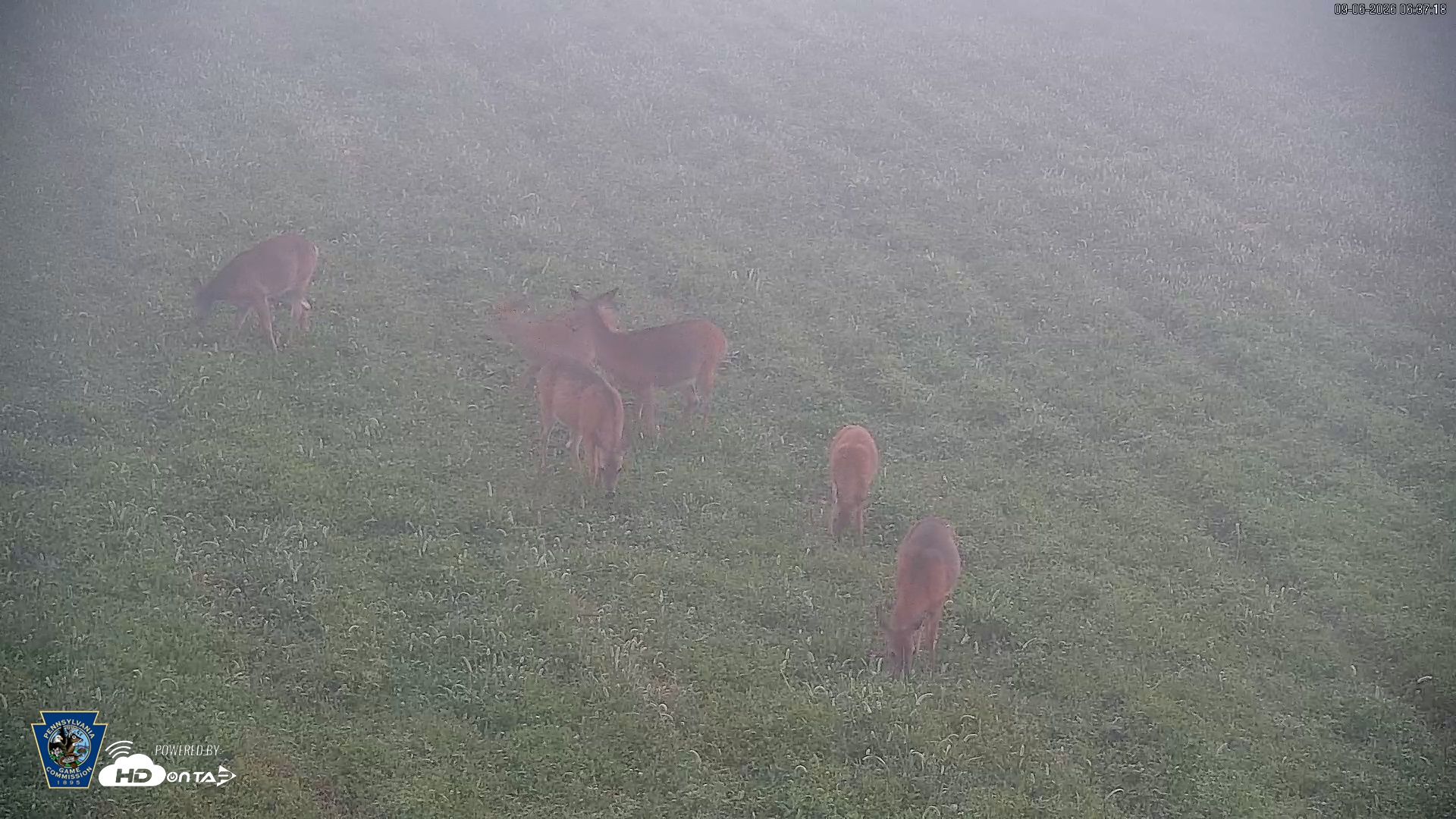 Snapshot of Pennsylvania Elk Live Webcam taken Sep 6, 2026, 6:38am EDT