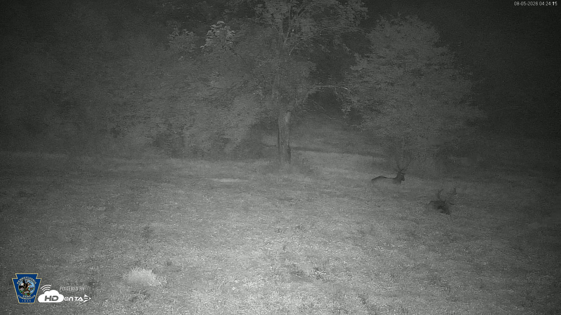 Snapshot of Pennsylvania Elk Live Webcam taken Aug 5, 2026, 4:26am EDT
