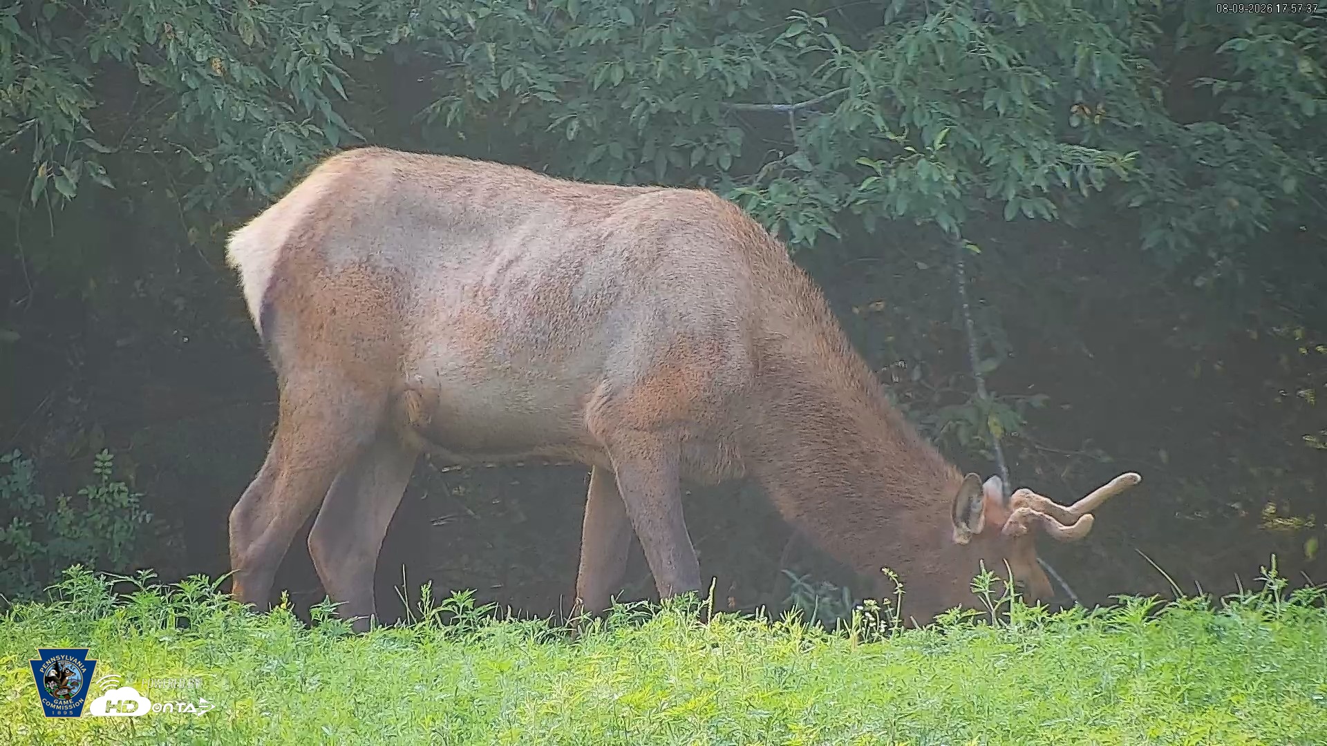 Snapshot of Pennsylvania Elk Live Webcam taken Aug 9, 2026, 5:58pm EDT