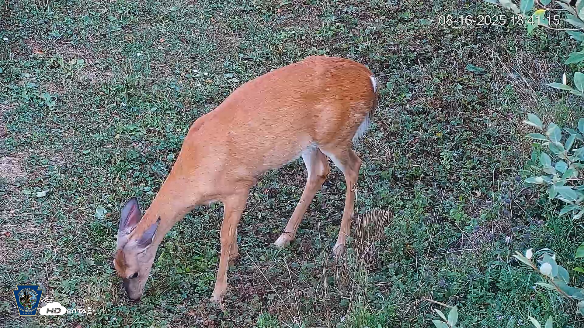 Snapshot of Pennsylvania Elk Live Webcam taken Aug 16, 2025, 6:41pm EDT