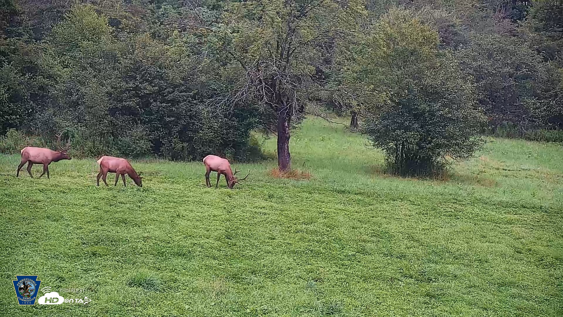 Snapshot of Pennsylvania Elk Live Webcam taken Aug 11, 2026, 7:24am EDT