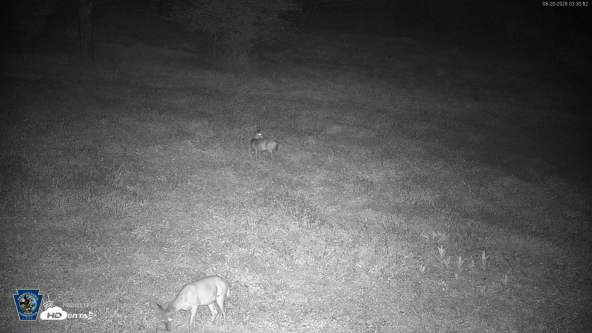 Snapshot of Pennsylvania Elk Live Webcam taken Aug 20, 2026, 3:31am EDT