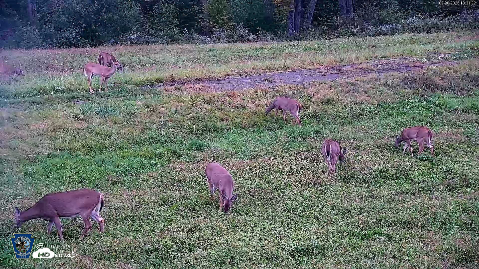 Snapshot of Pennsylvania Elk Live Webcam taken Sep 28, 2026, 6:32pm EDT