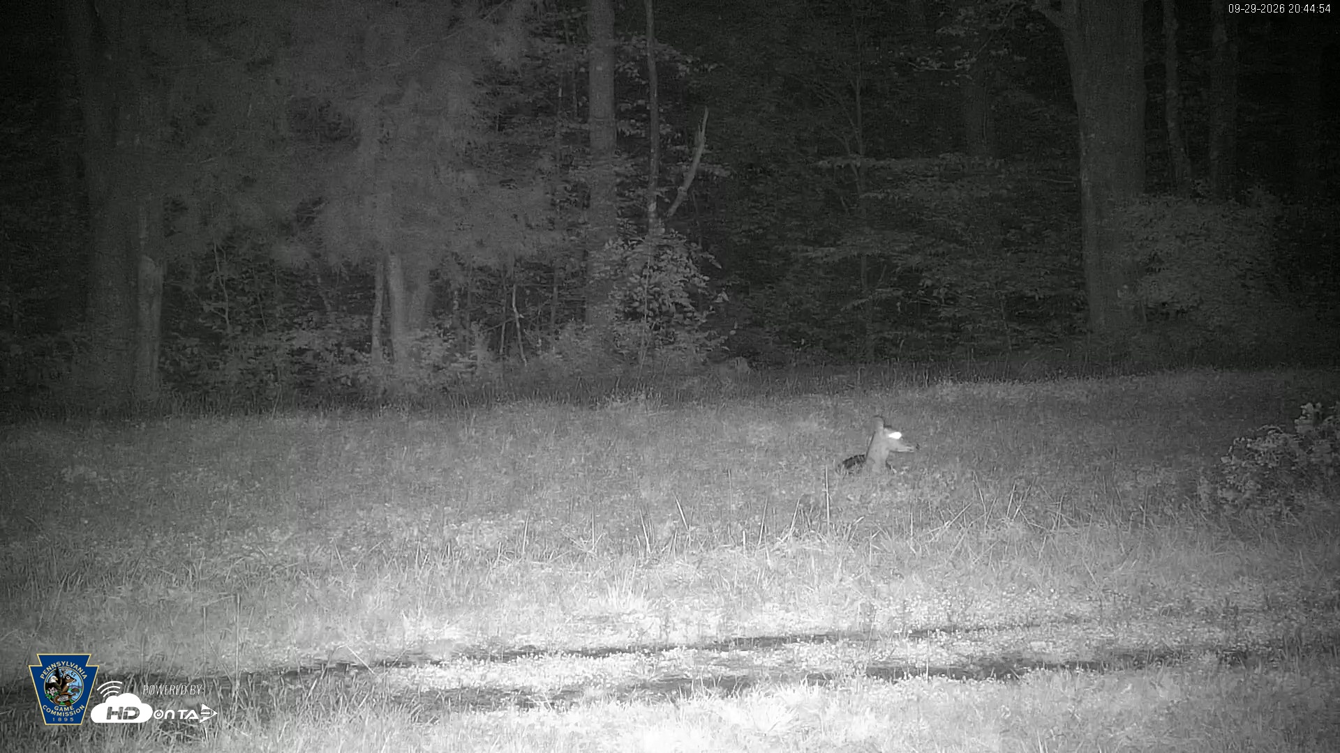 Snapshot of Pennsylvania Elk Live Webcam taken Sep 29, 2026, 8:46pm EDT
