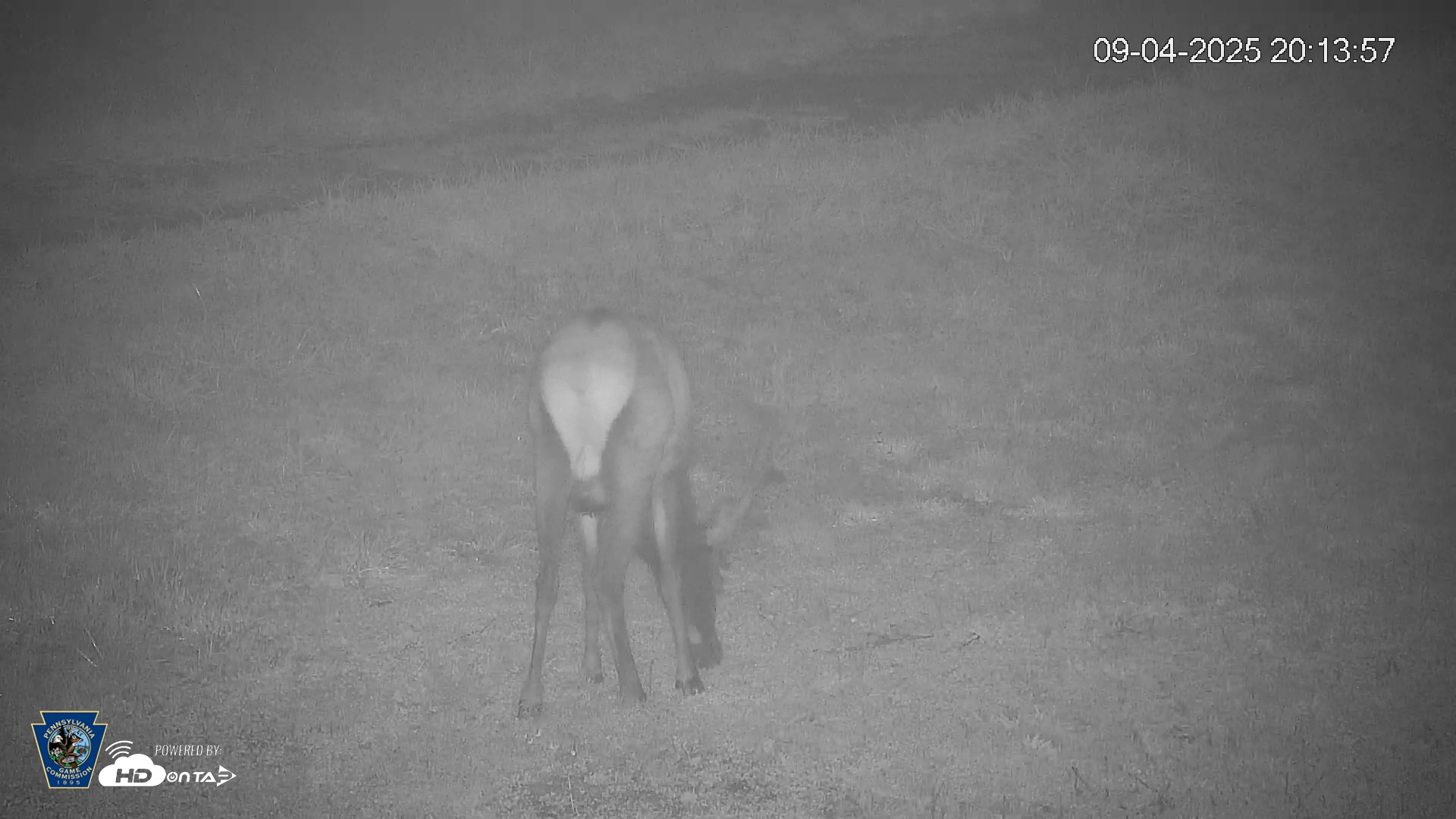 Snapshot of Pennsylvania Elk Live Webcam taken Sep 4, 2025, 8:14pm EDT