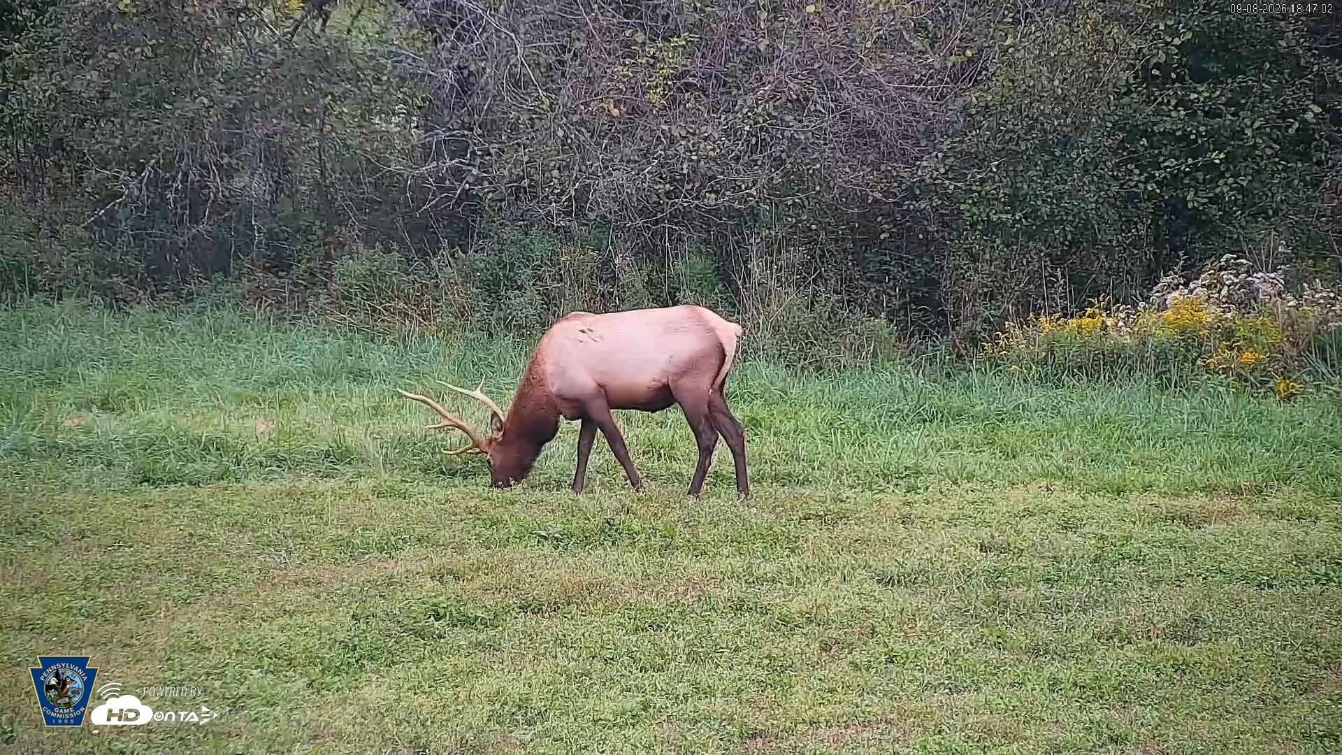 Snapshot of Pennsylvania Elk Live Webcam taken Sep 8, 2026, 6:47pm EDT
