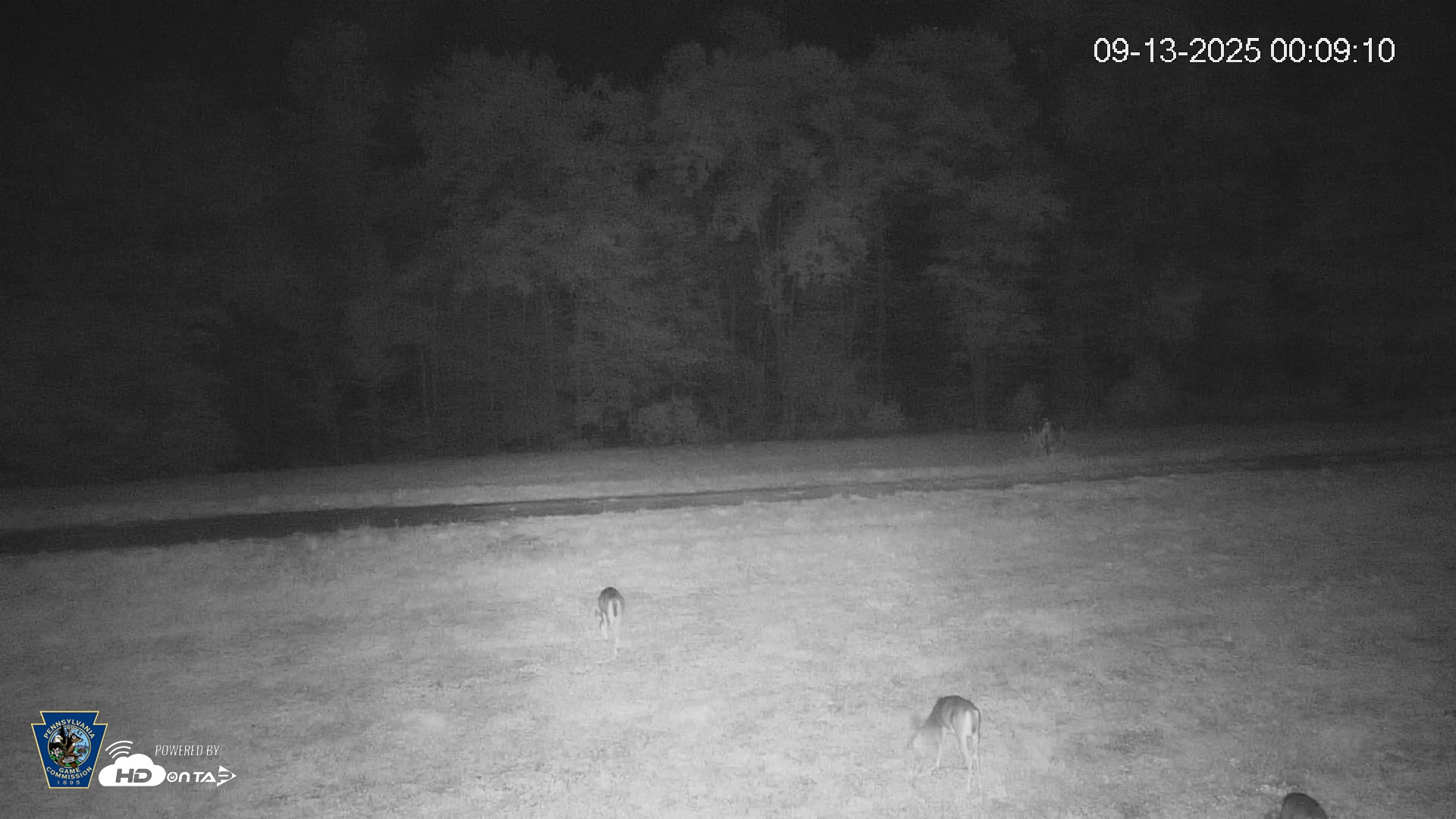 Snapshot of Pennsylvania Elk Live Webcam taken Sep 13, 2025, 12:09am EDT