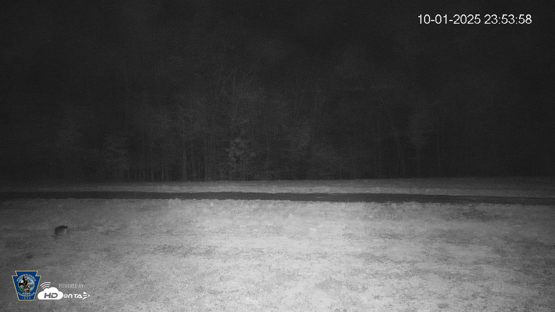 Snapshot of Pennsylvania Elk Live Webcam taken Oct 1, 2025, 11:54pm EDT