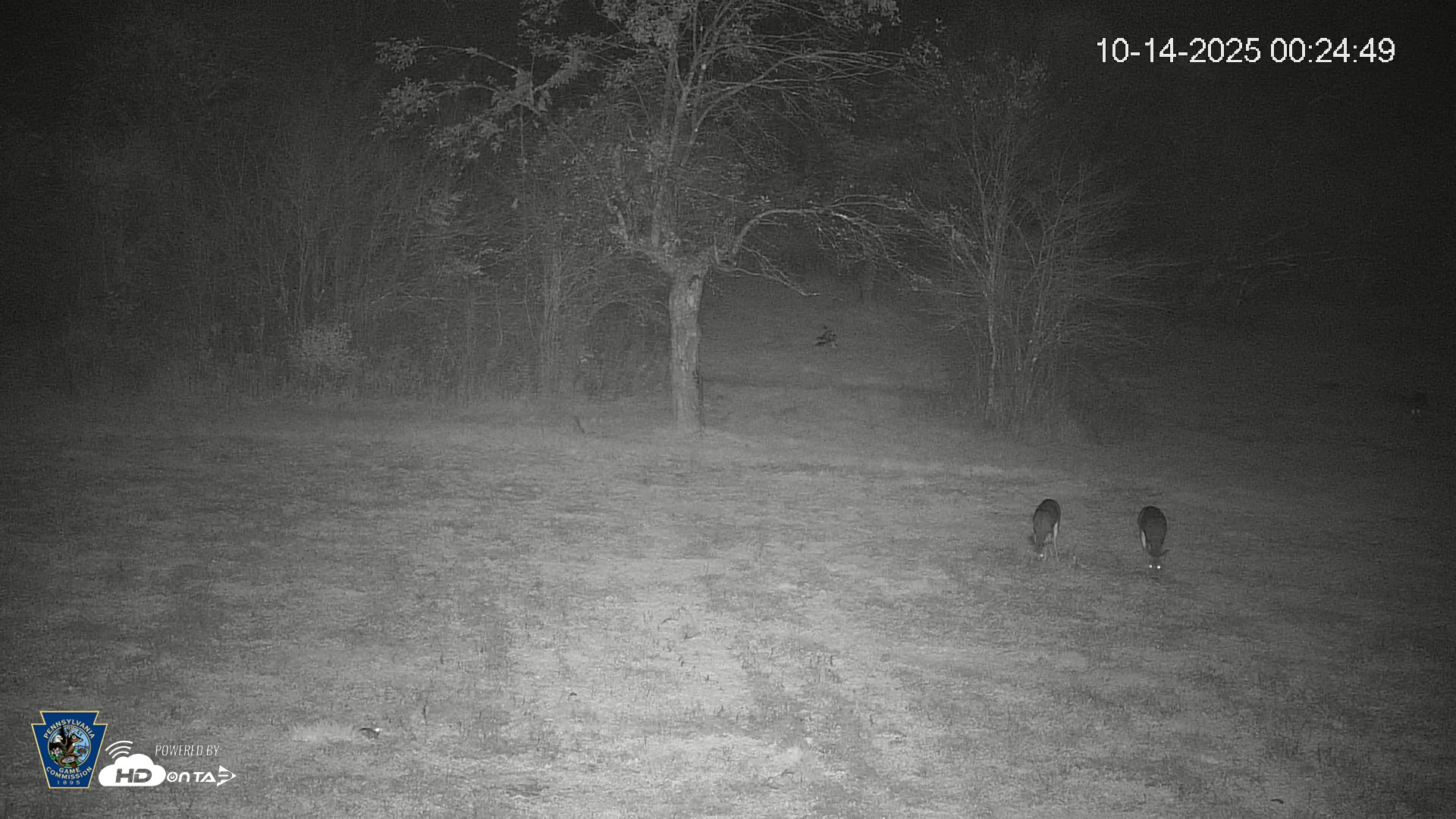 Snapshot of Pennsylvania Elk Live Webcam taken Oct 14, 2025, 12:25am EDT