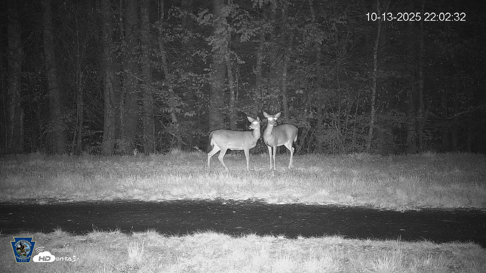 Snapshot of Pennsylvania Elk Live Webcam taken Oct 13, 2025, 10:03pm EDT