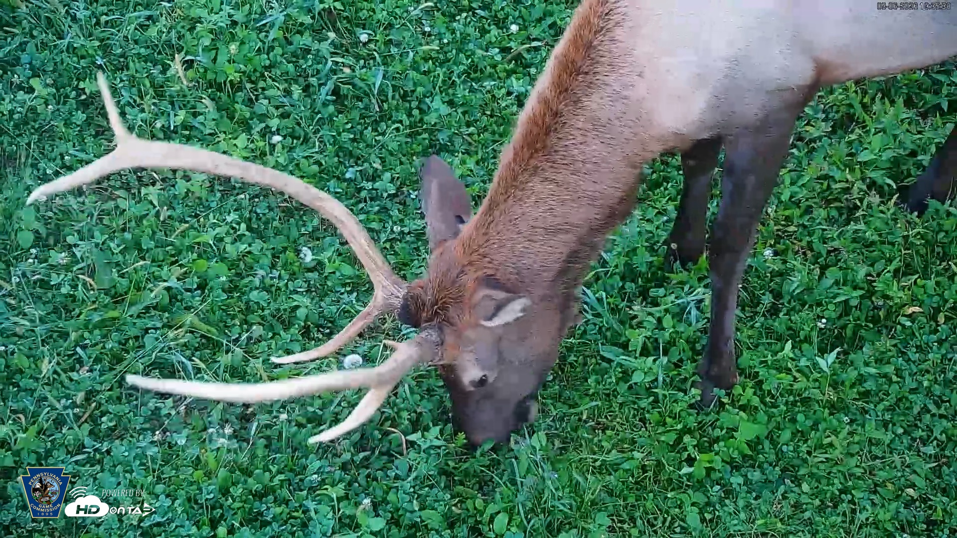 Snapshot of Pennsylvania Elk Live Webcam taken Sep 6, 2026, 7:37pm EDT