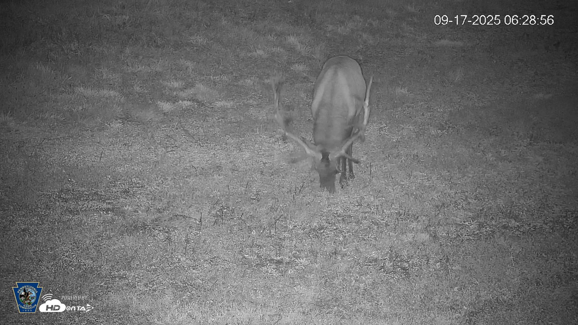 Snapshot of Pennsylvania Elk Live Webcam taken Sep 17, 2025, 6:29am EDT