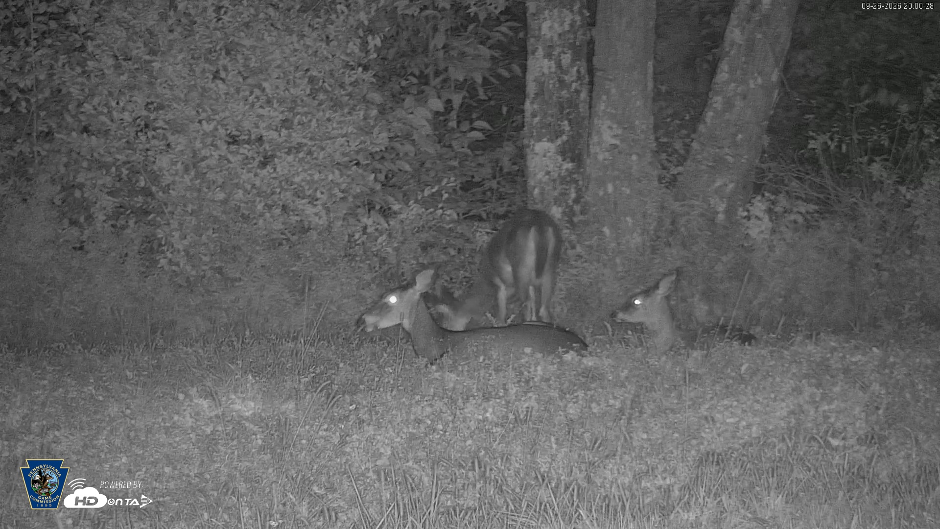 Snapshot of Pennsylvania Elk Live Webcam taken Sep 26, 2026, 8:01pm EDT