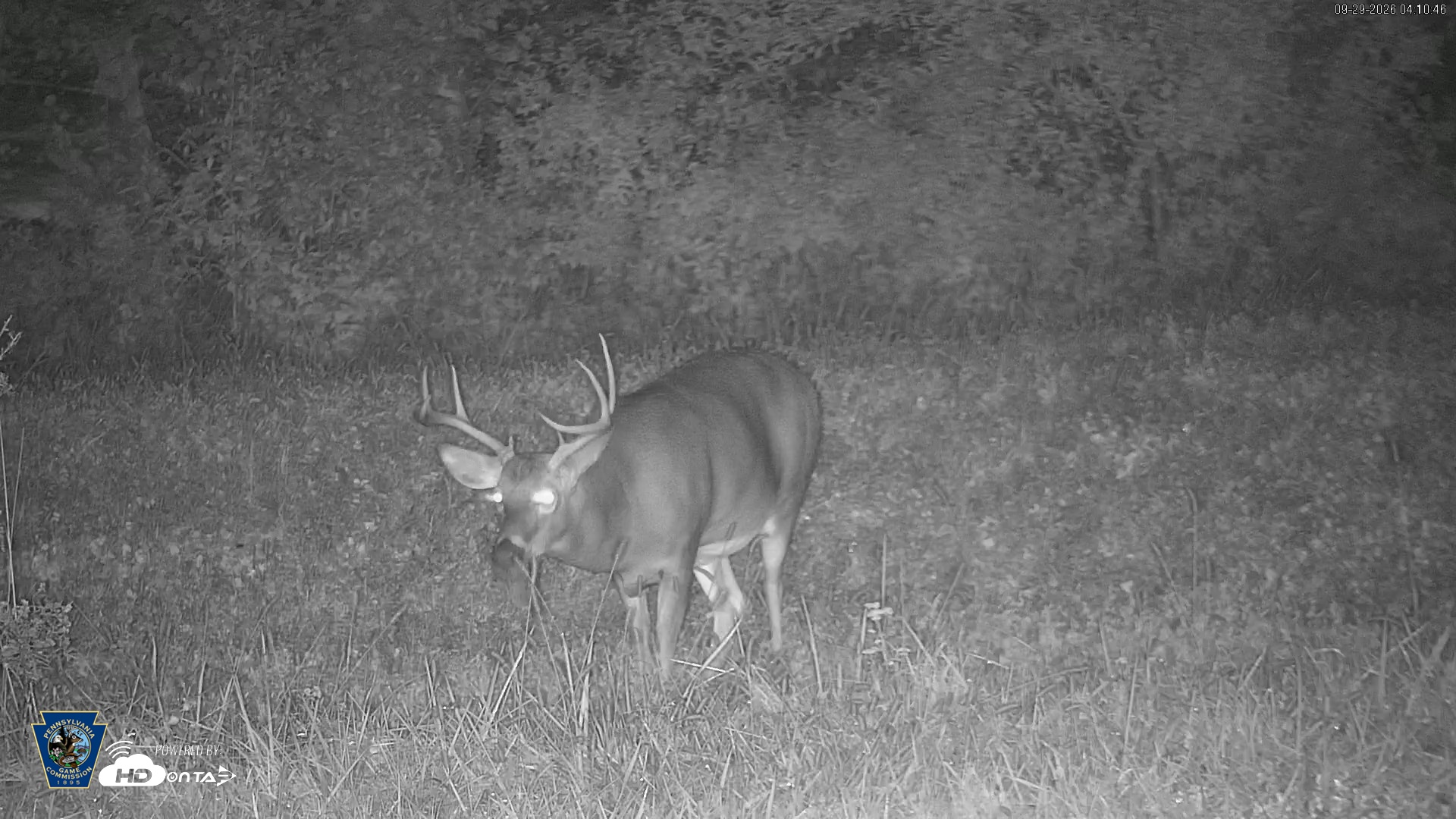 Snapshot of Pennsylvania Elk Live Webcam taken Sep 29, 2026, 4:11am EDT