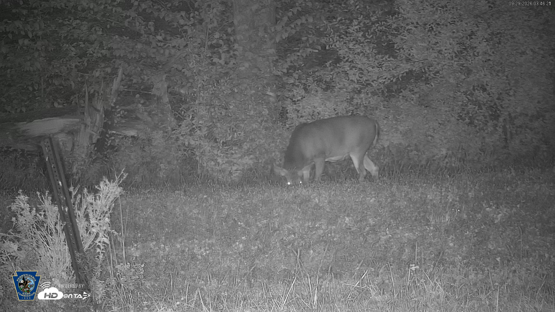 Snapshot of Pennsylvania Elk Live Webcam taken Sep 29, 2026, 3:47am EDT