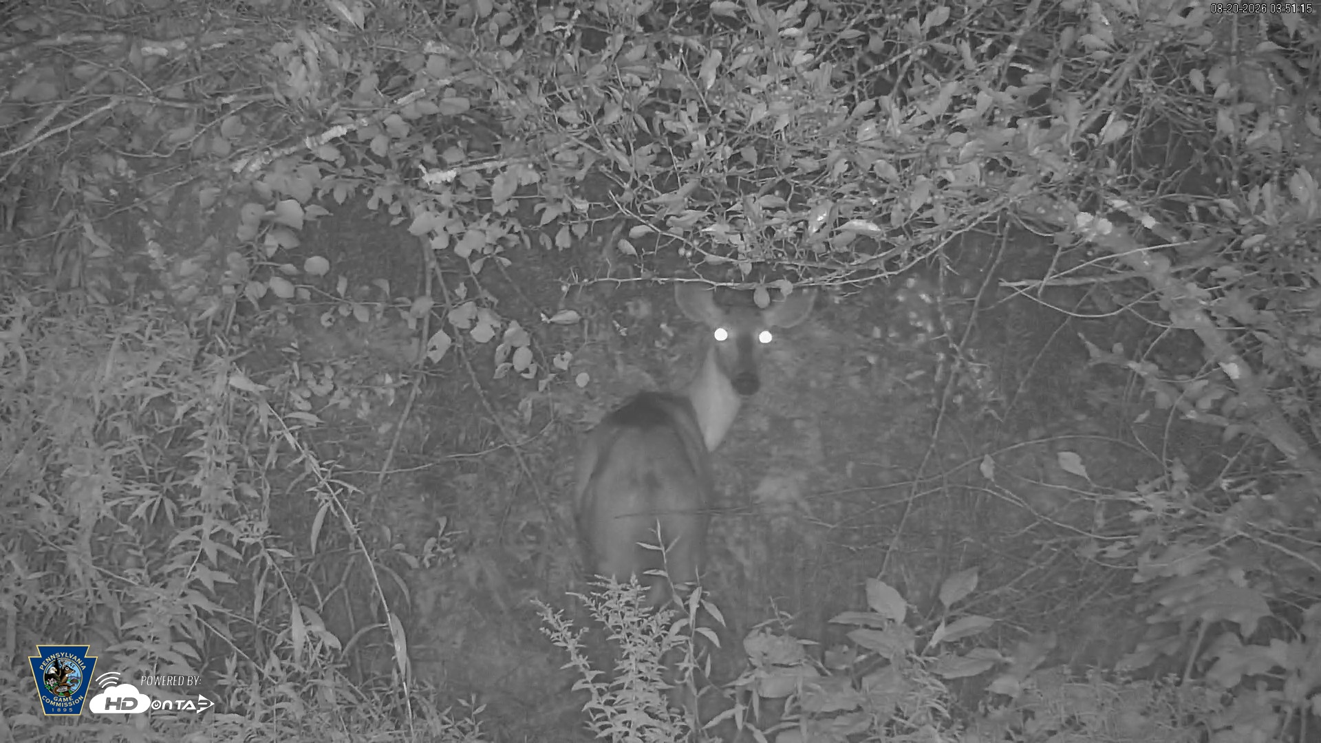 Snapshot of Pennsylvania Elk Live Webcam taken Aug 20, 2026, 3:52am EDT