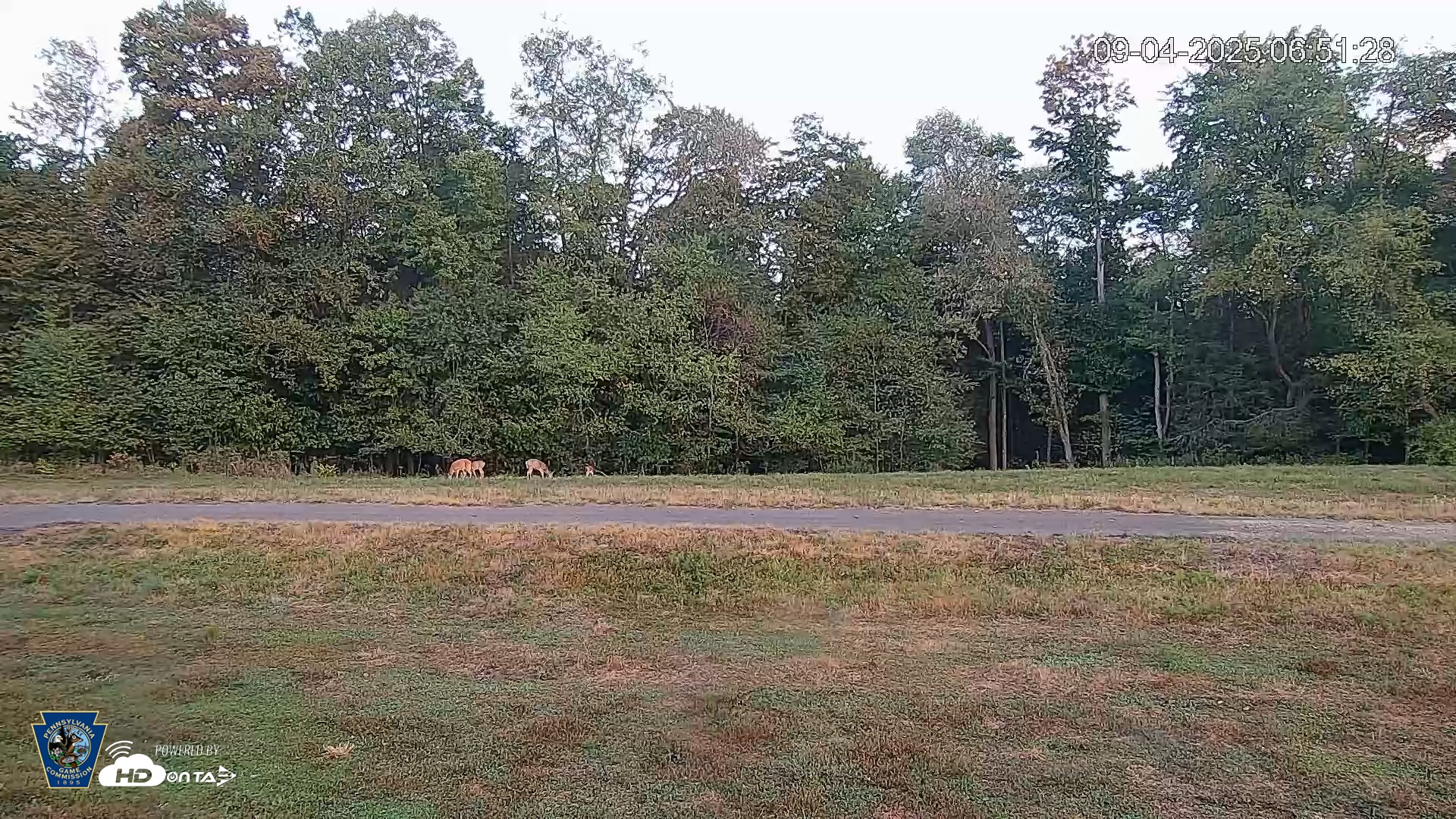 Snapshot of Pennsylvania Elk Live Webcam taken Sep 4, 2025, 6:52am EDT