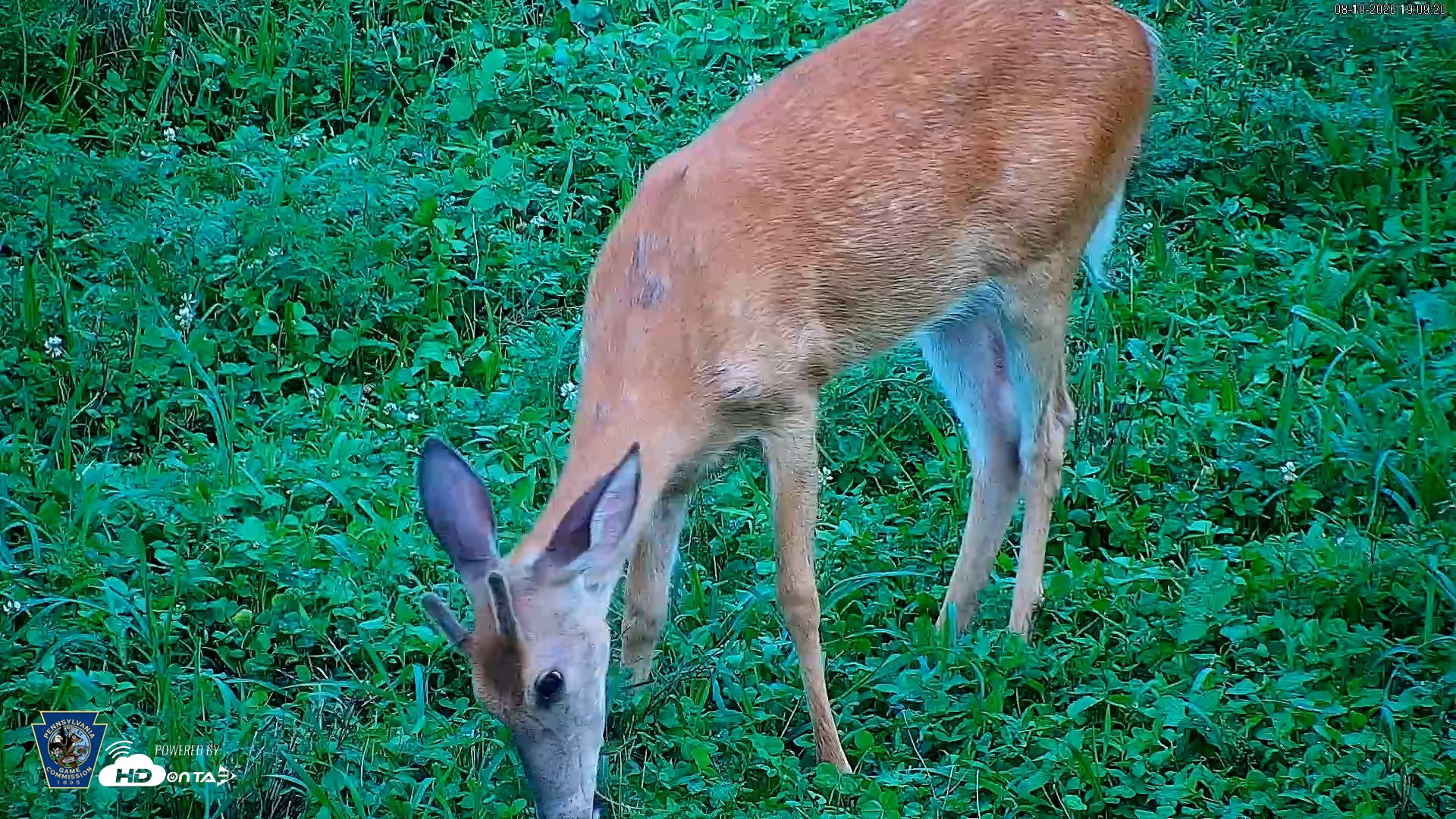 Snapshot of Pennsylvania Elk Live Webcam taken Aug 10, 2026, 7:10pm EDT