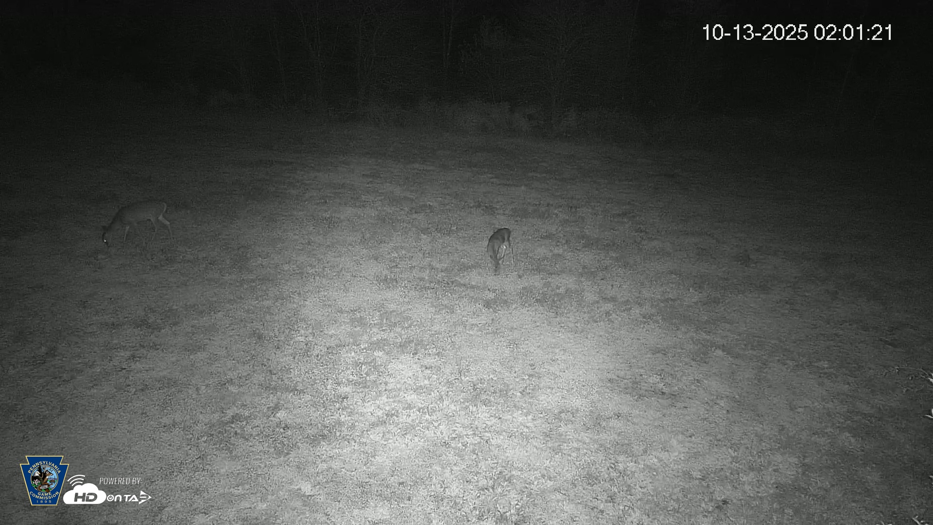 Snapshot of Pennsylvania Elk Live Webcam taken Oct 13, 2025, 2:01am EDT