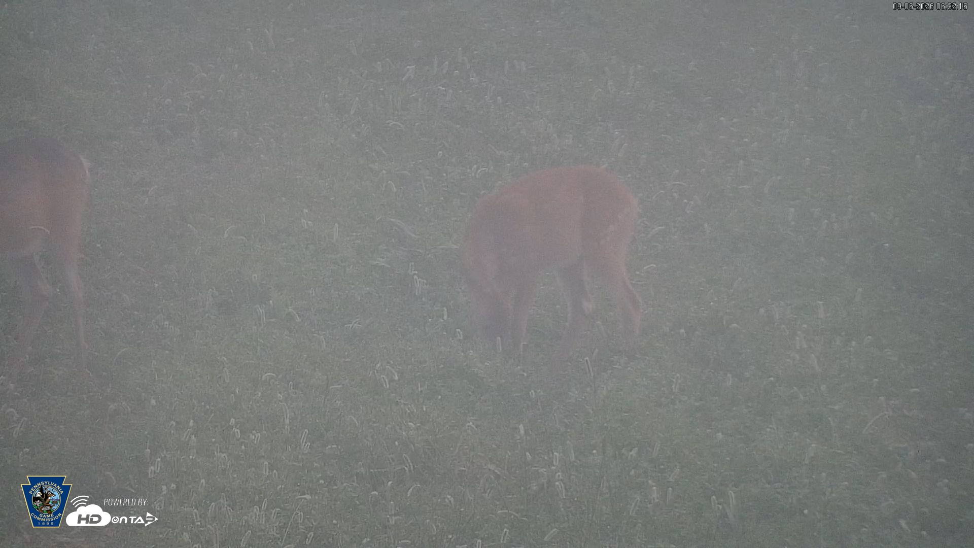Snapshot of Pennsylvania Elk Live Webcam taken Sep 6, 2026, 6:32am EDT