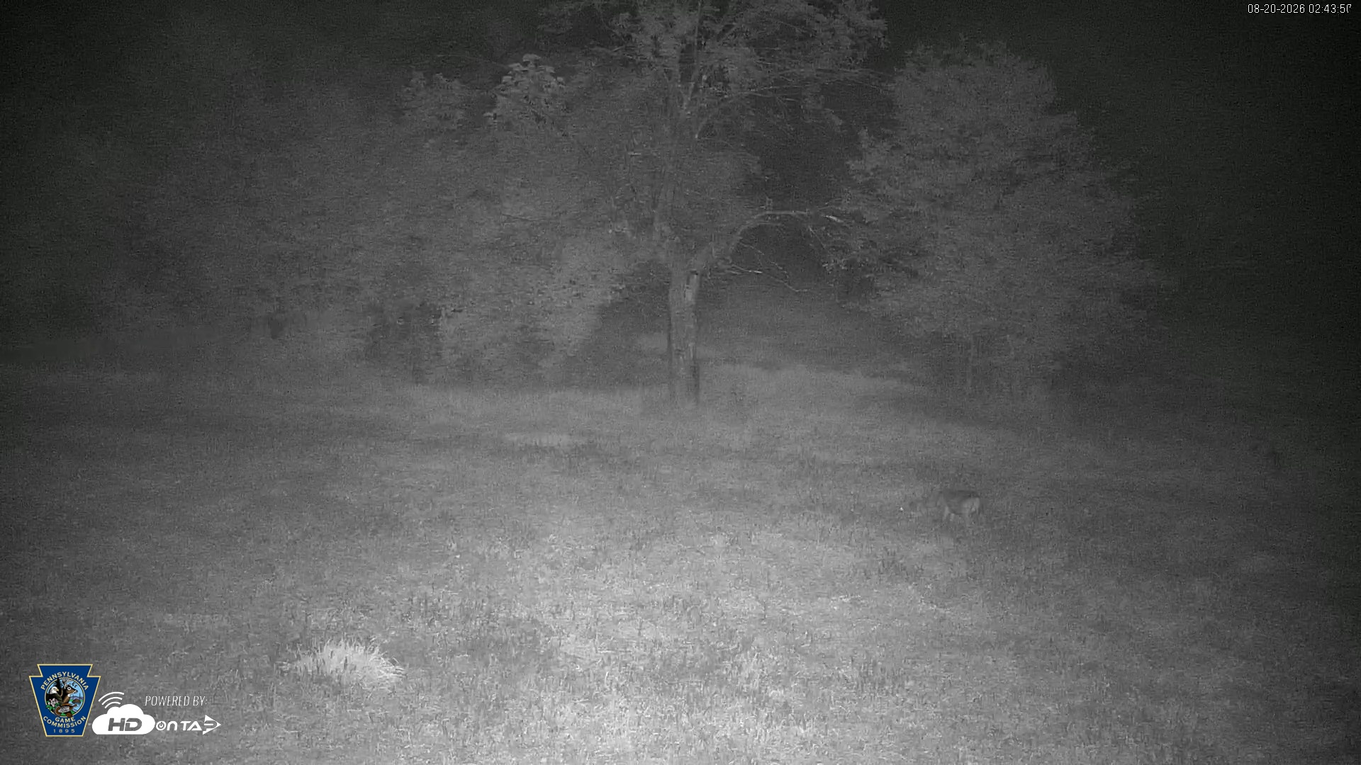 Snapshot of Pennsylvania Elk Live Webcam taken Aug 20, 2026, 2:45am EDT