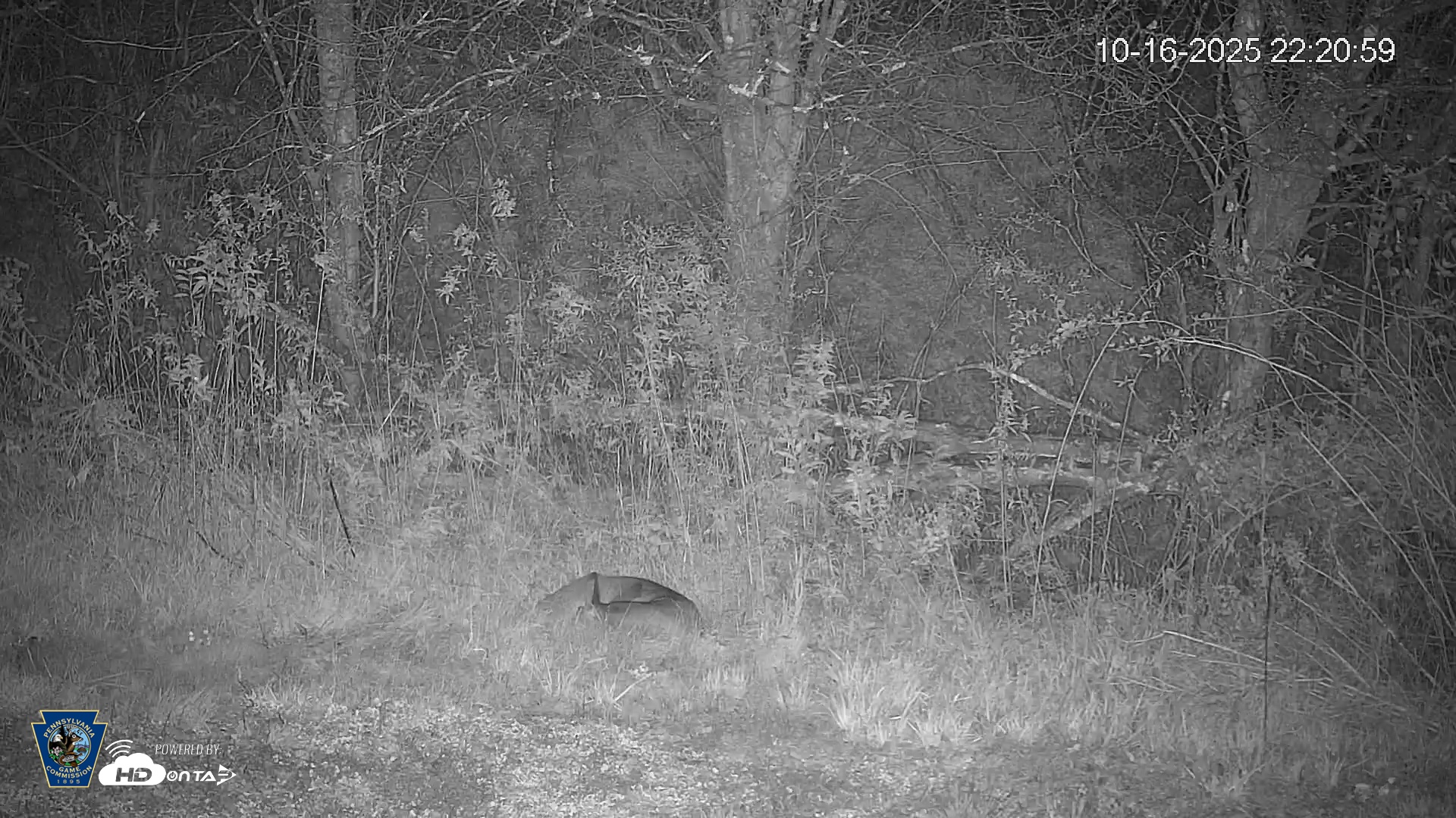 Snapshot of Pennsylvania Elk Live Webcam taken Oct 16, 2025, 10:21pm EDT