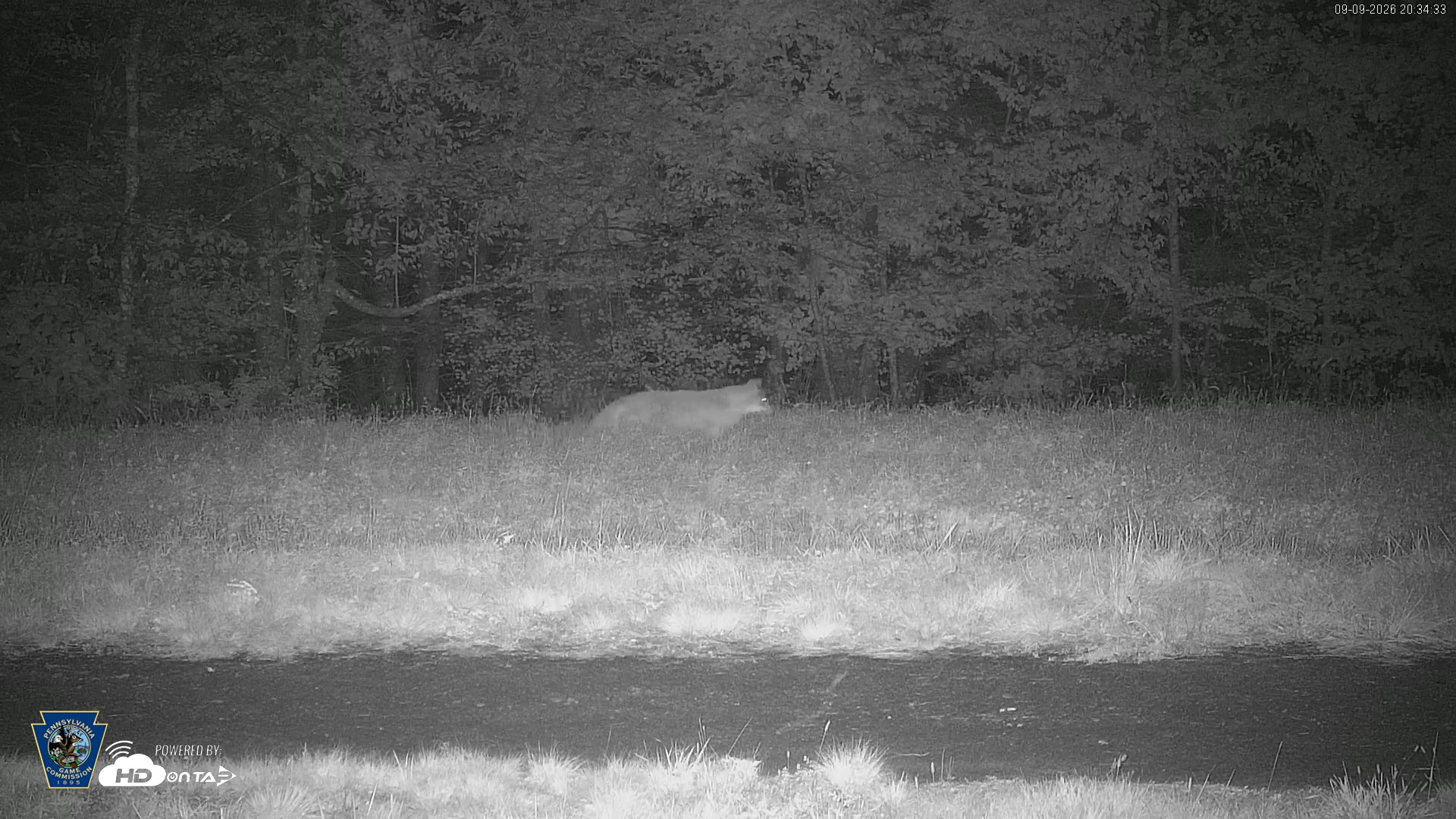 Snapshot of Pennsylvania Elk Live Webcam taken Sep 9, 2026, 8:36pm EDT