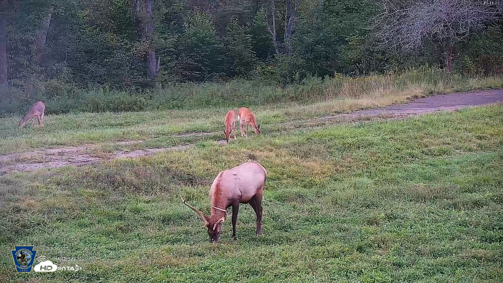 Snapshot of Pennsylvania Elk Live Webcam taken Sep 8, 2026, 7:11pm EDT