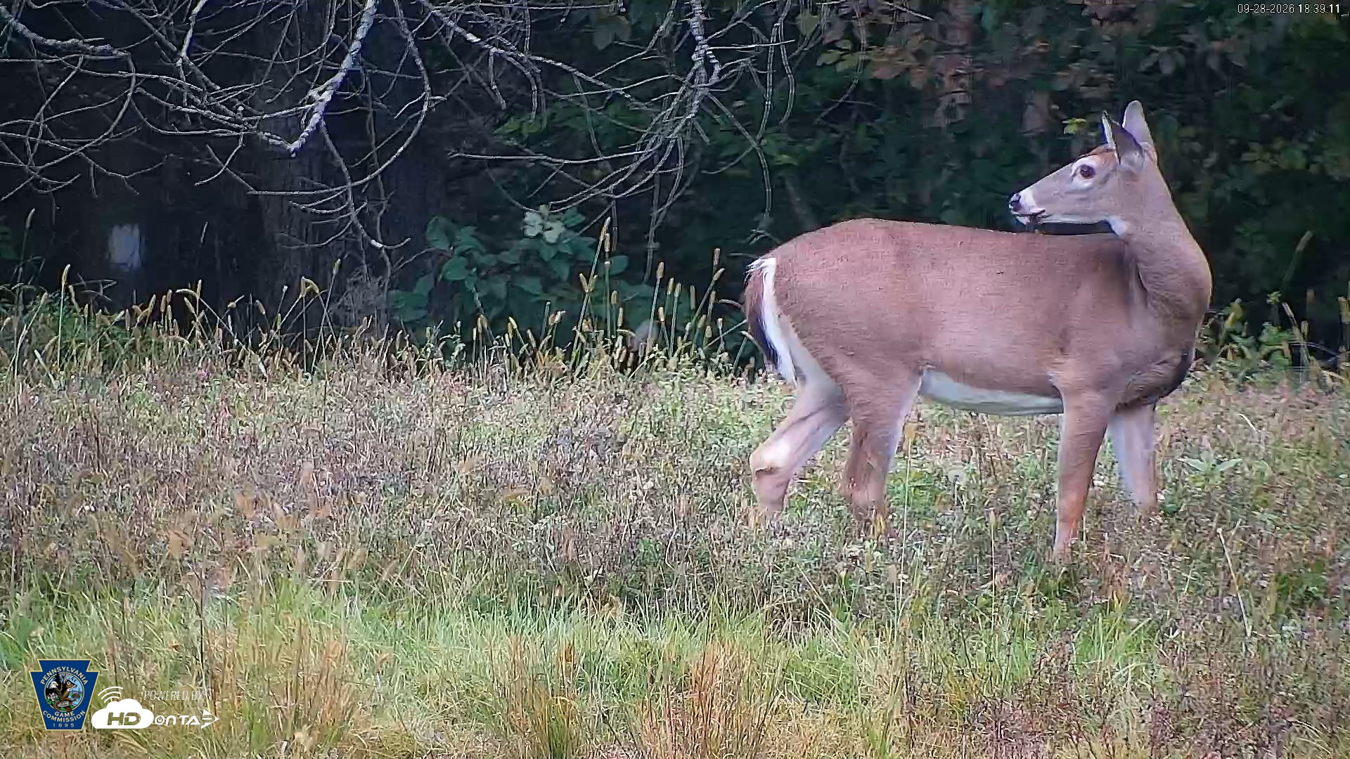 Snapshot of Pennsylvania Elk Live Webcam taken Sep 28, 2026, 6:40pm EDT