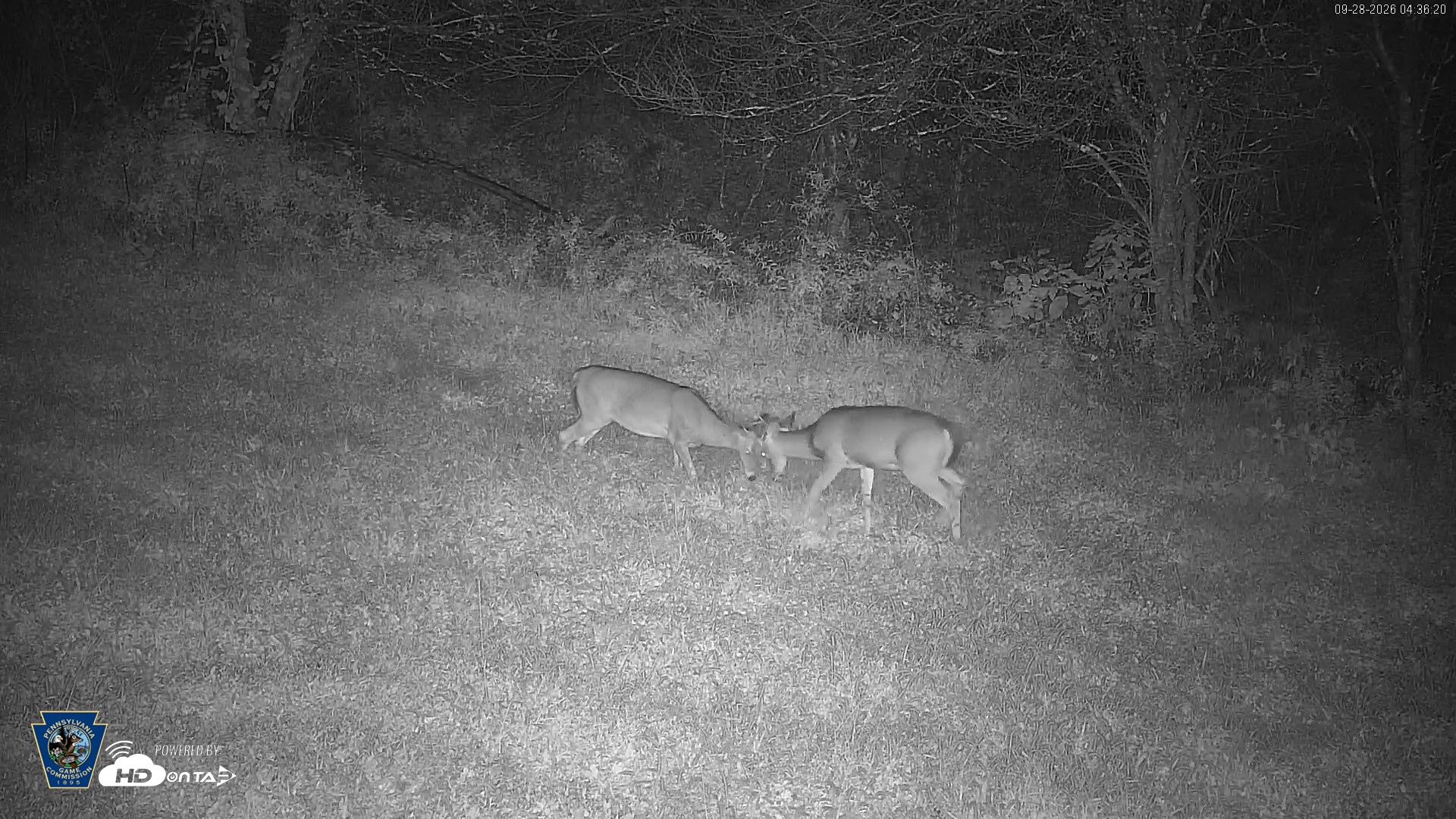 Snapshot of Pennsylvania Elk Live Webcam taken Sep 28, 2026, 4:37am EDT