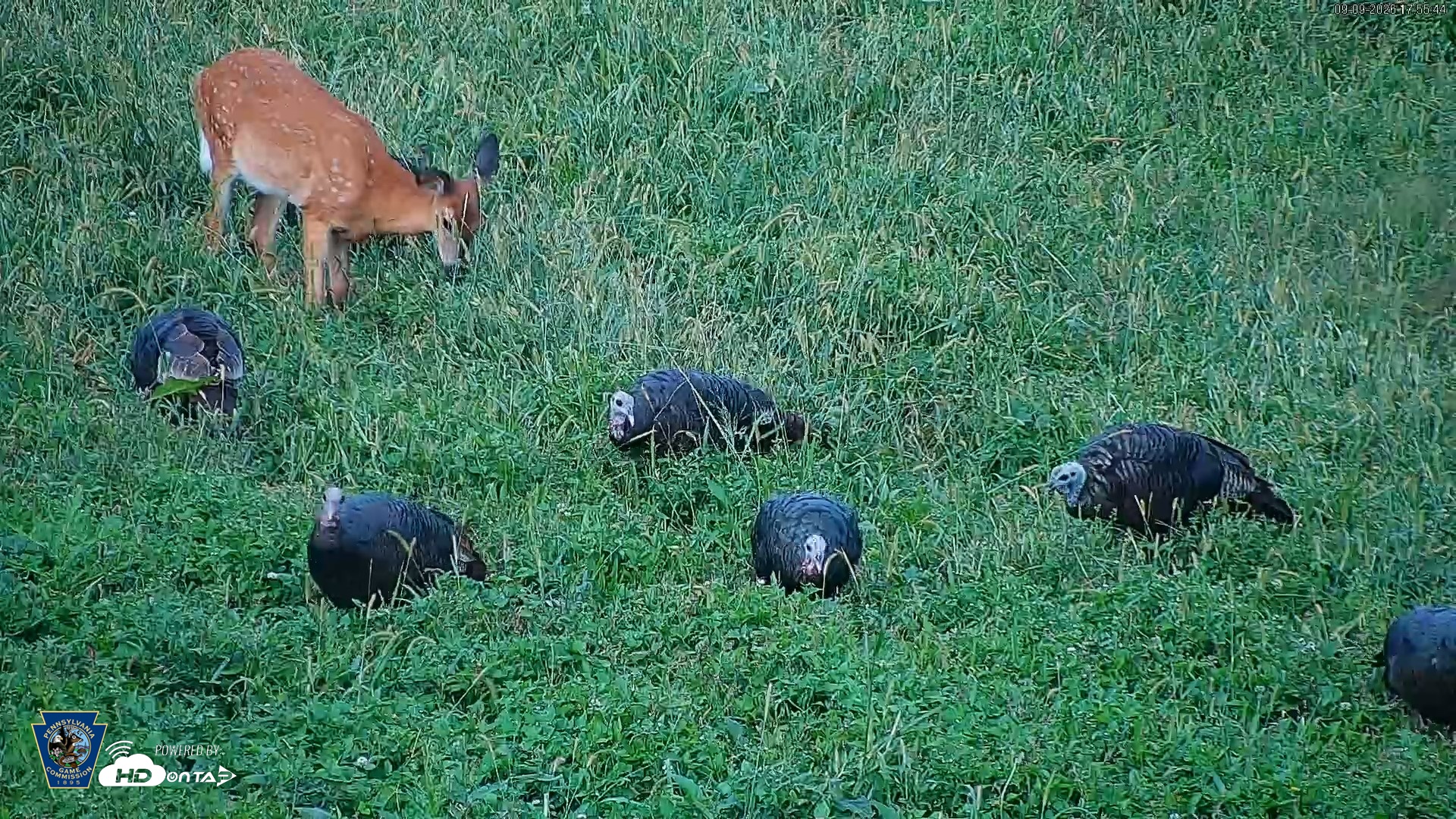 Snapshot of Pennsylvania Elk Live Webcam taken Sep 9, 2026, 5:56pm EDT