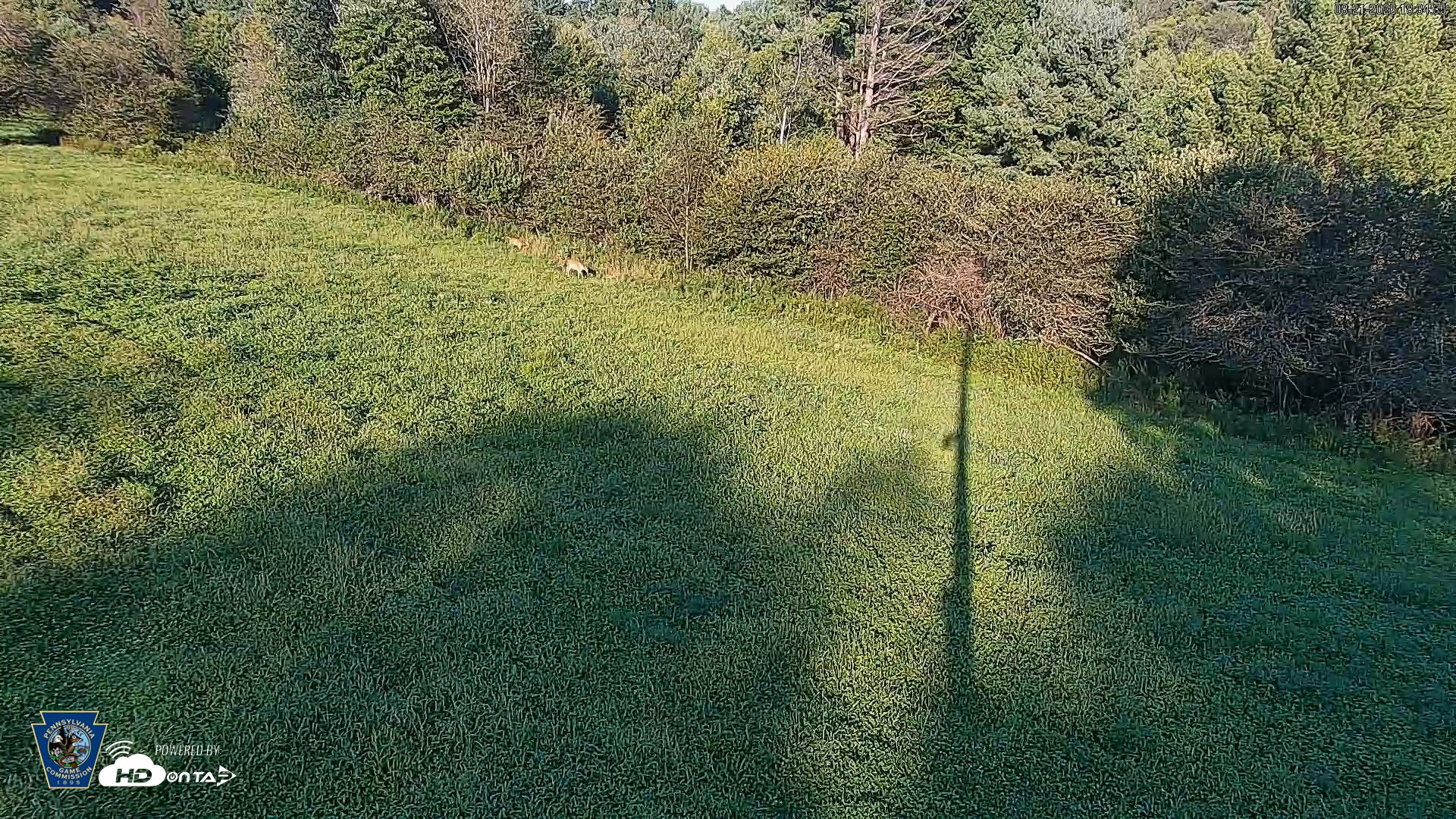 Snapshot of Pennsylvania Elk Live Webcam taken Aug 21, 2026, 6:35pm EDT