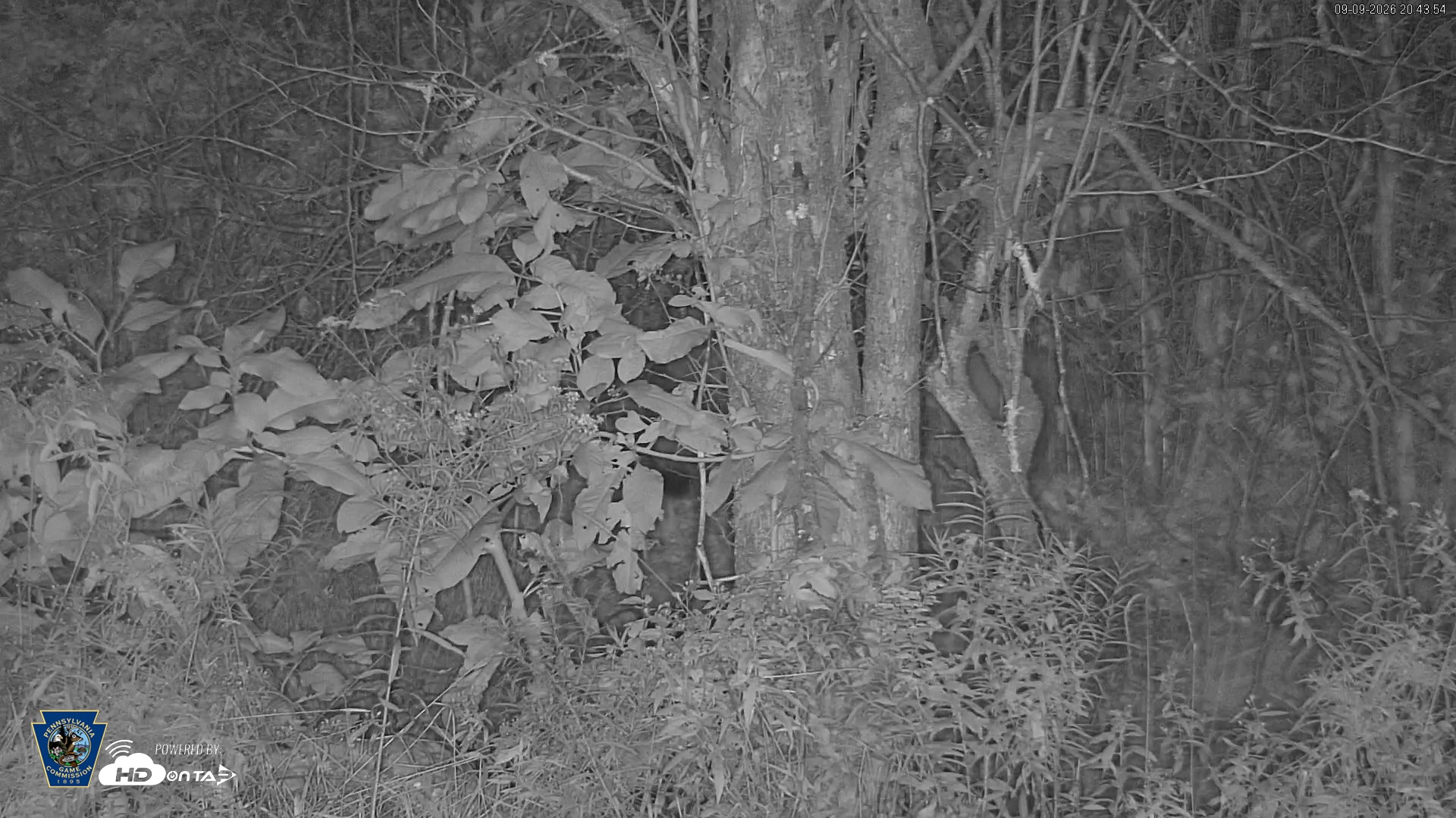 Snapshot of Pennsylvania Elk Live Webcam taken Sep 9, 2026, 8:45pm EDT