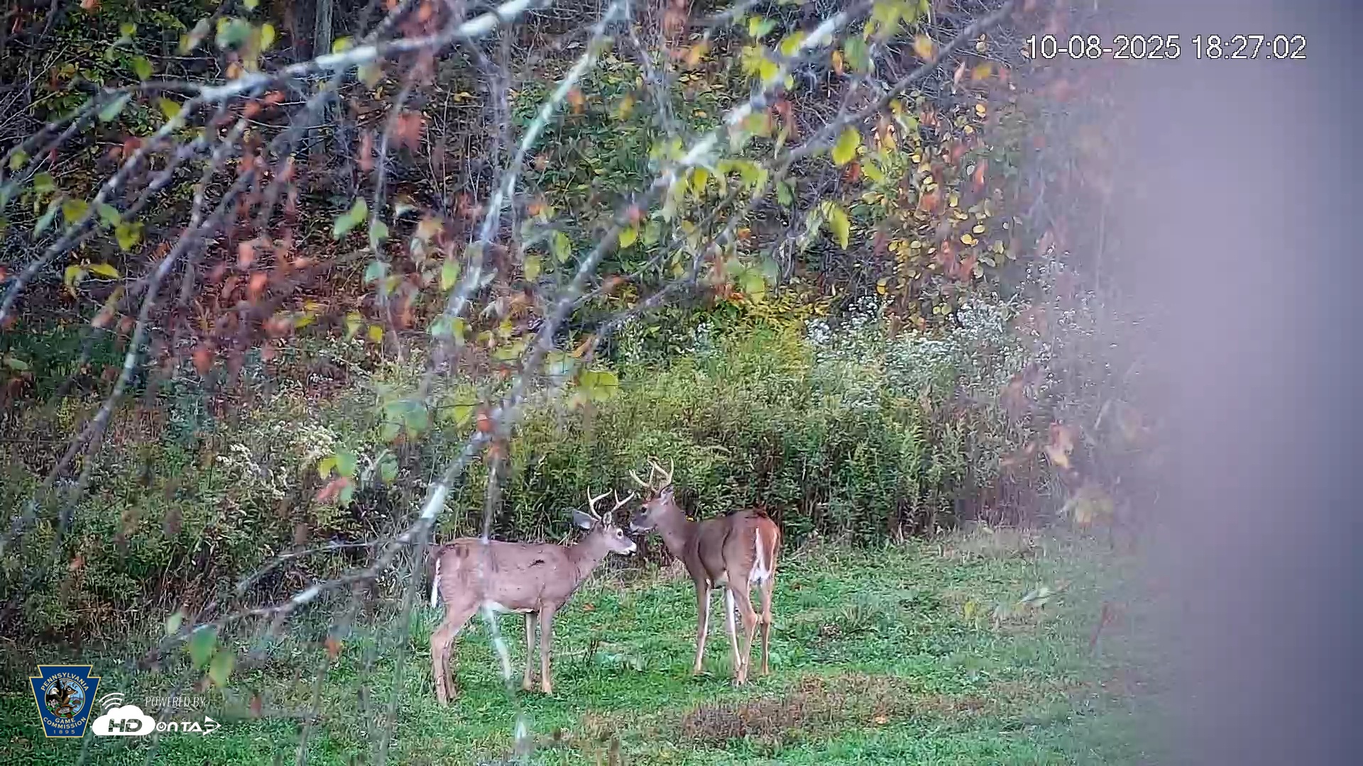 Snapshot of Pennsylvania Elk Live Webcam taken Oct 8, 2025, 6:27pm EDT