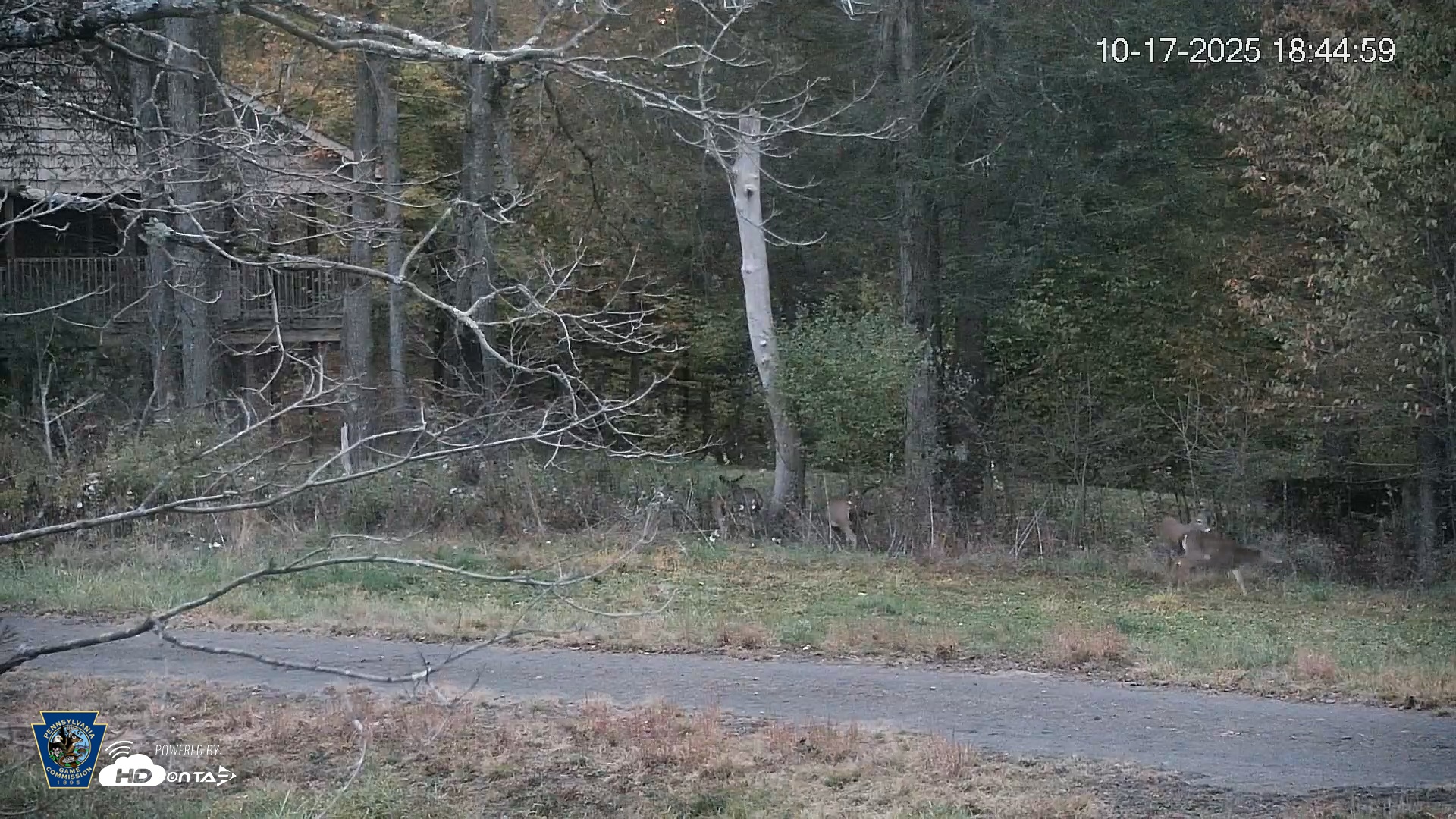 Snapshot of Pennsylvania Elk Live Webcam taken Oct 17, 2025, 6:45pm EDT