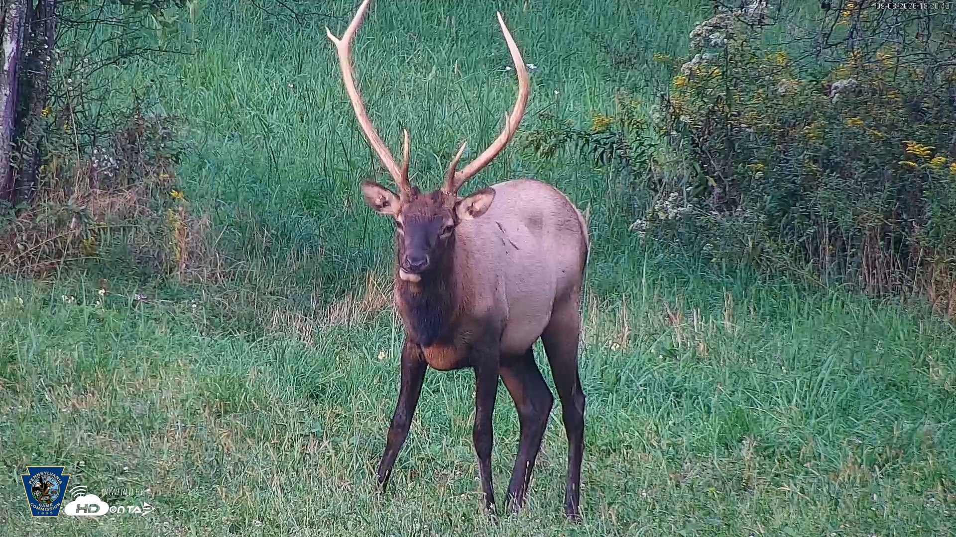 Snapshot of Pennsylvania Elk Live Webcam taken Sep 8, 2026, 6:21pm EDT