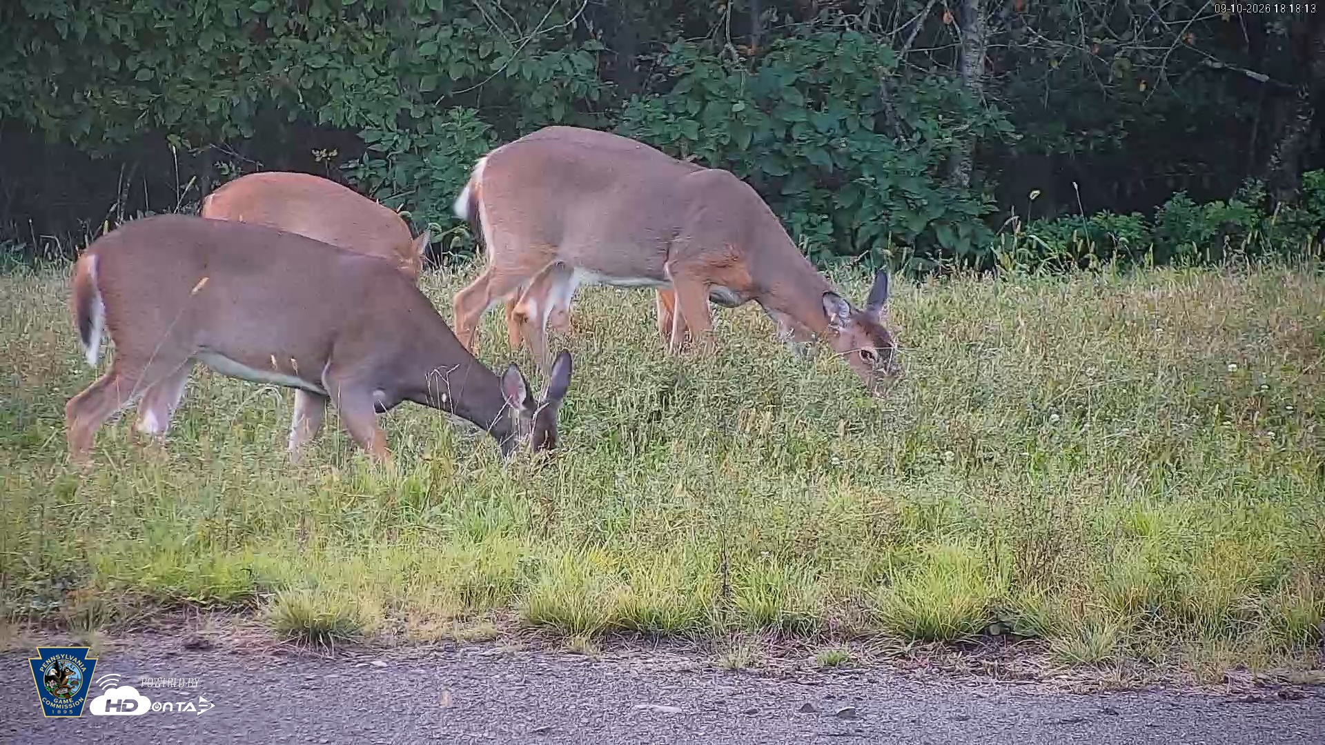 Snapshot of Pennsylvania Elk Live Webcam taken Sep 10, 2026, 6:19pm EDT