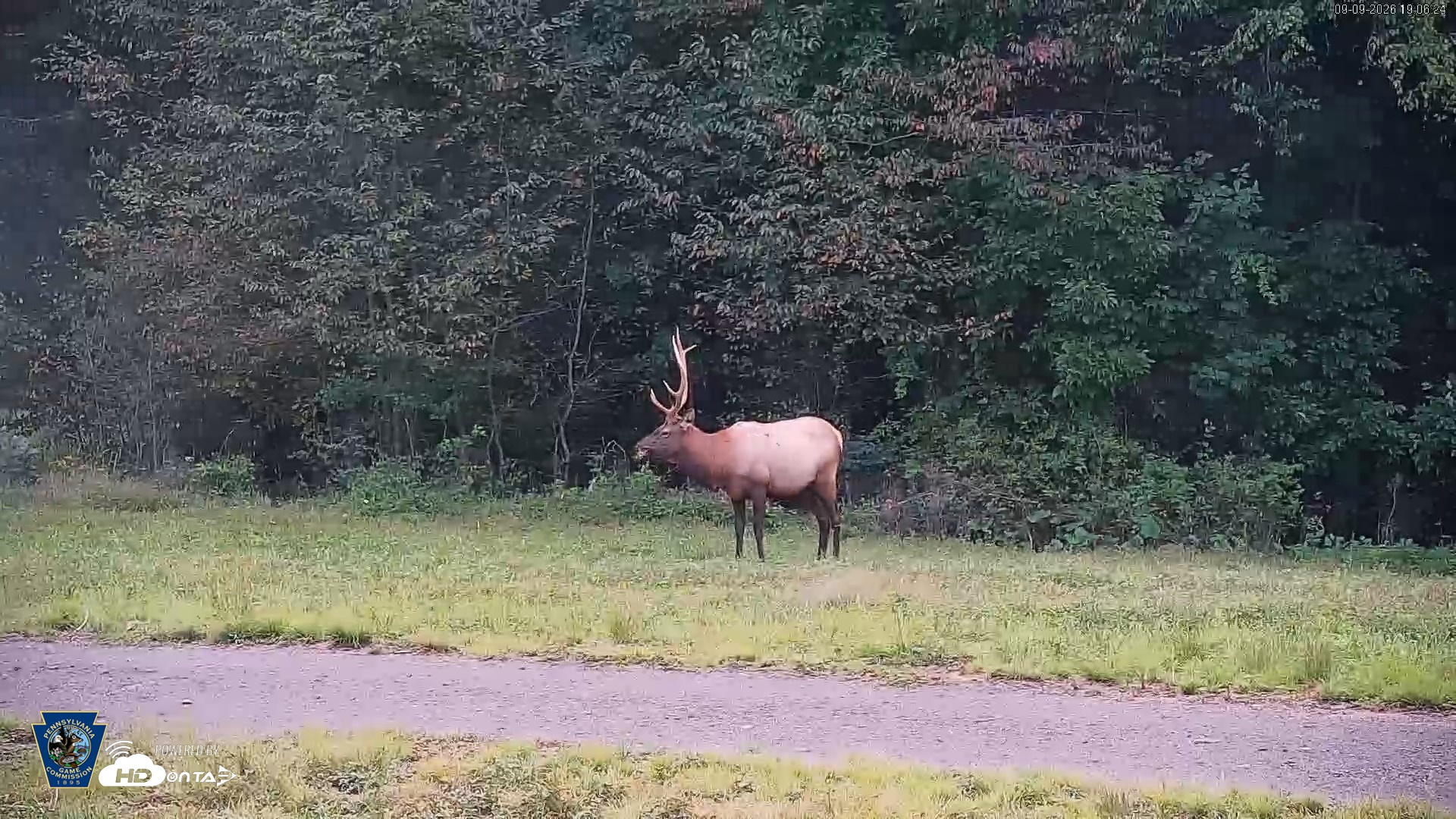 Snapshot of Pennsylvania Elk Live Webcam taken Sep 9, 2026, 7:07pm EDT