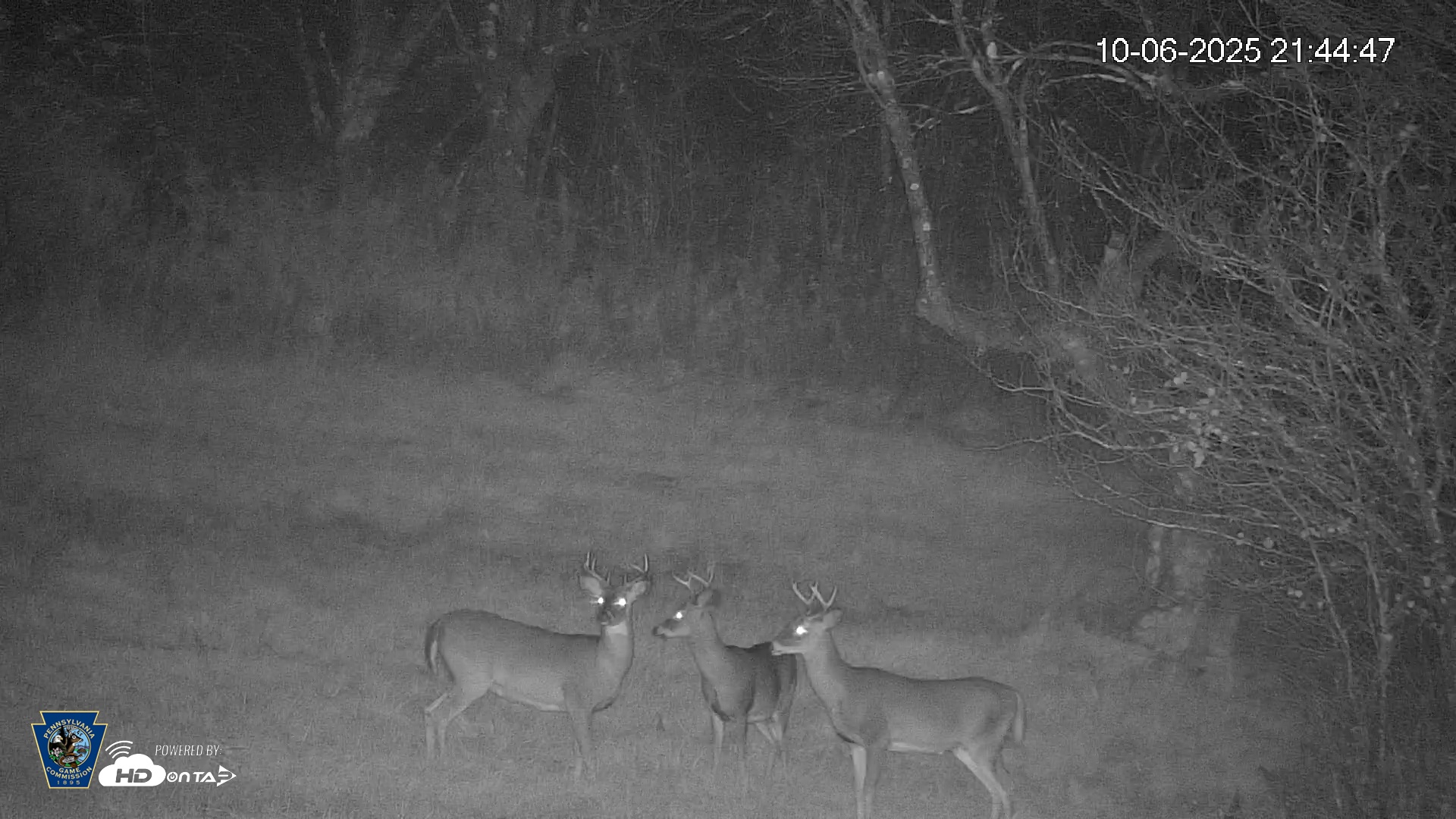 Snapshot of Pennsylvania Elk Live Webcam taken Oct 6, 2025, 9:45pm EDT