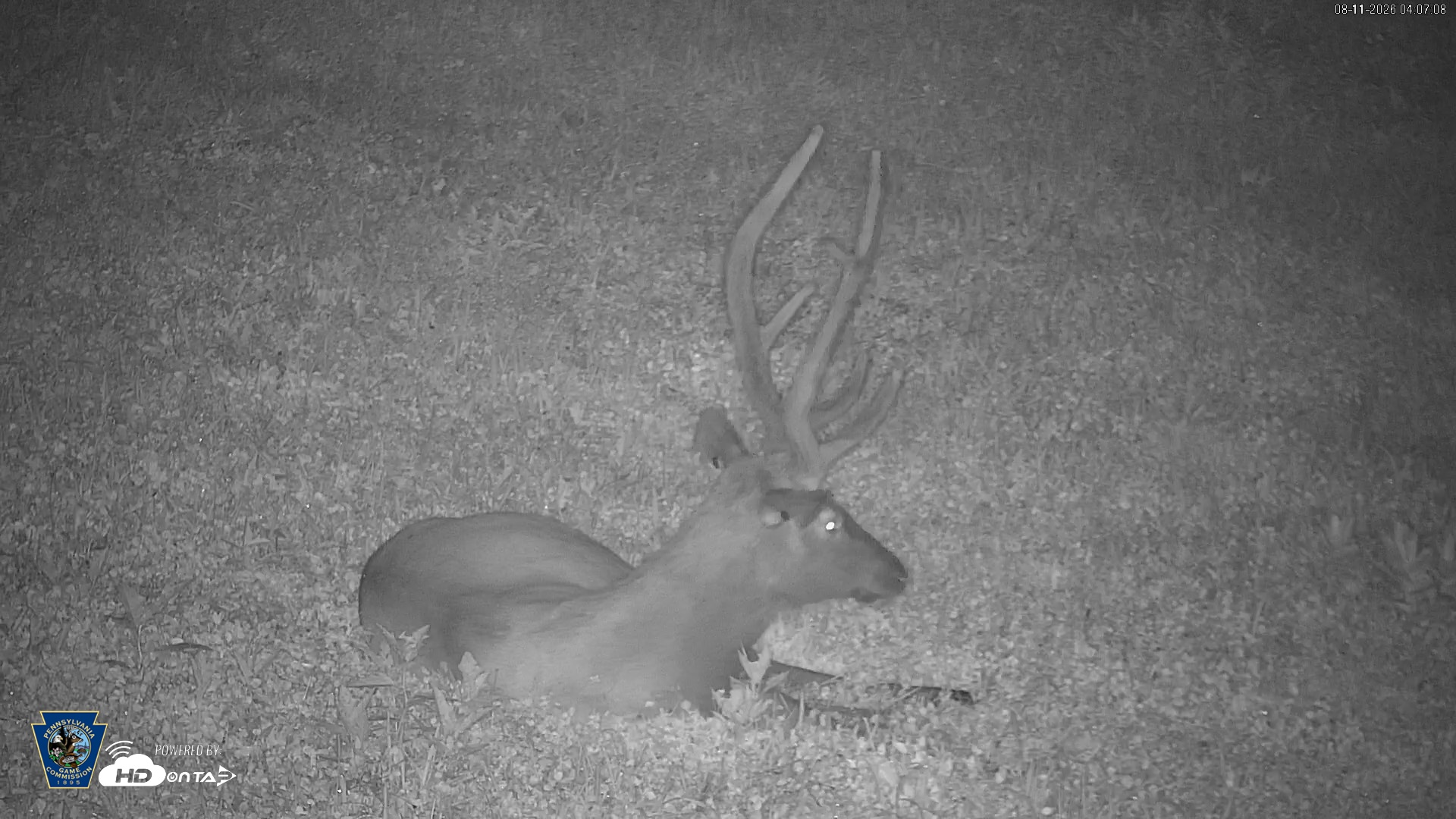 Snapshot of Pennsylvania Elk Live Webcam taken Aug 11, 2026, 4:08am EDT