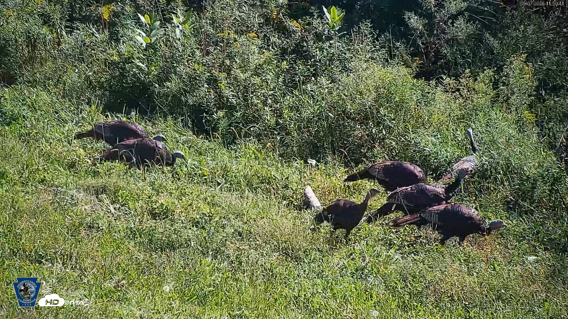 Snapshot of Pennsylvania Elk Live Webcam taken Sep 7, 2026, 11:52am EDT