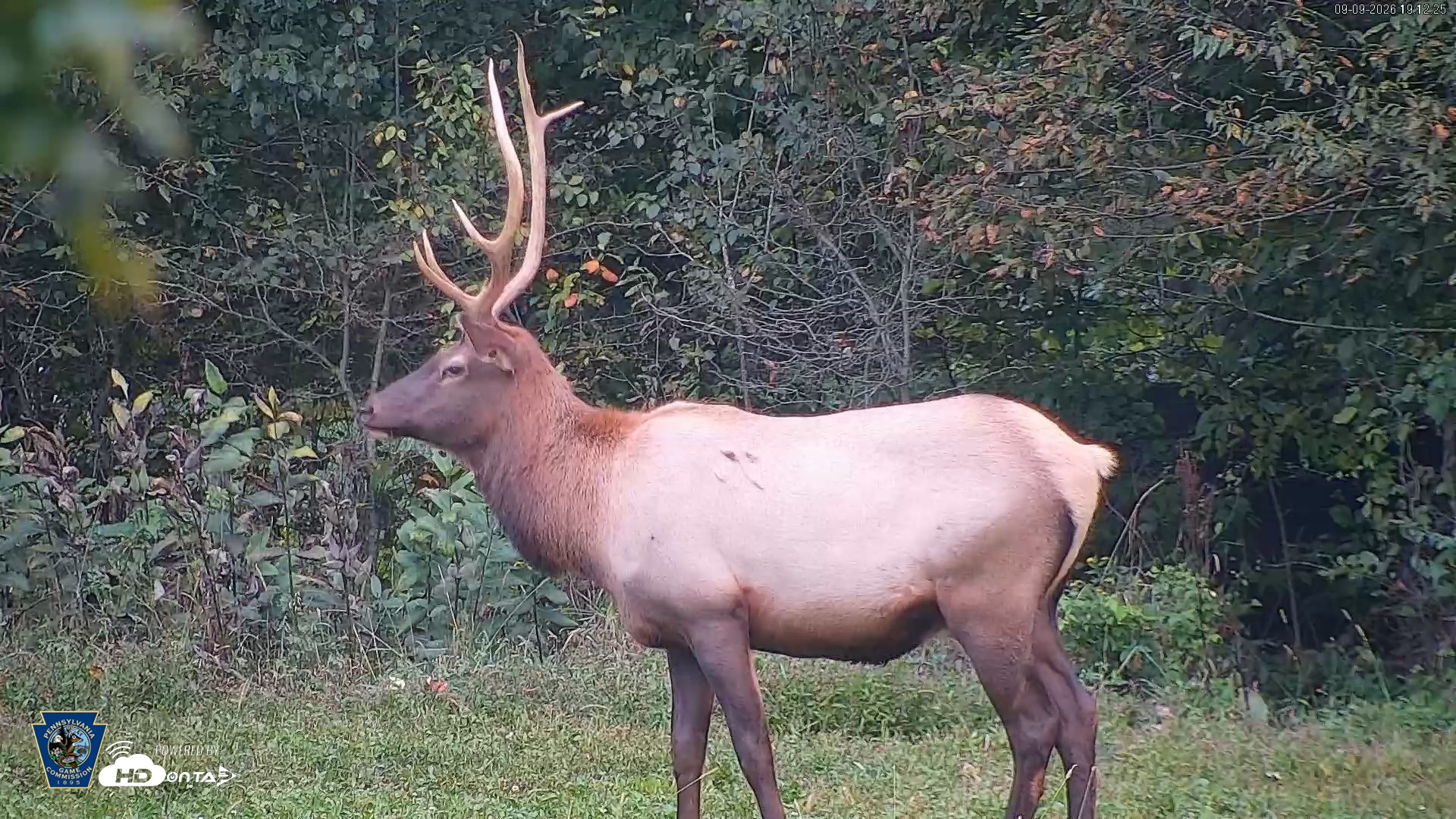 Snapshot of Pennsylvania Elk Live Webcam taken Sep 9, 2026, 7:13pm EDT