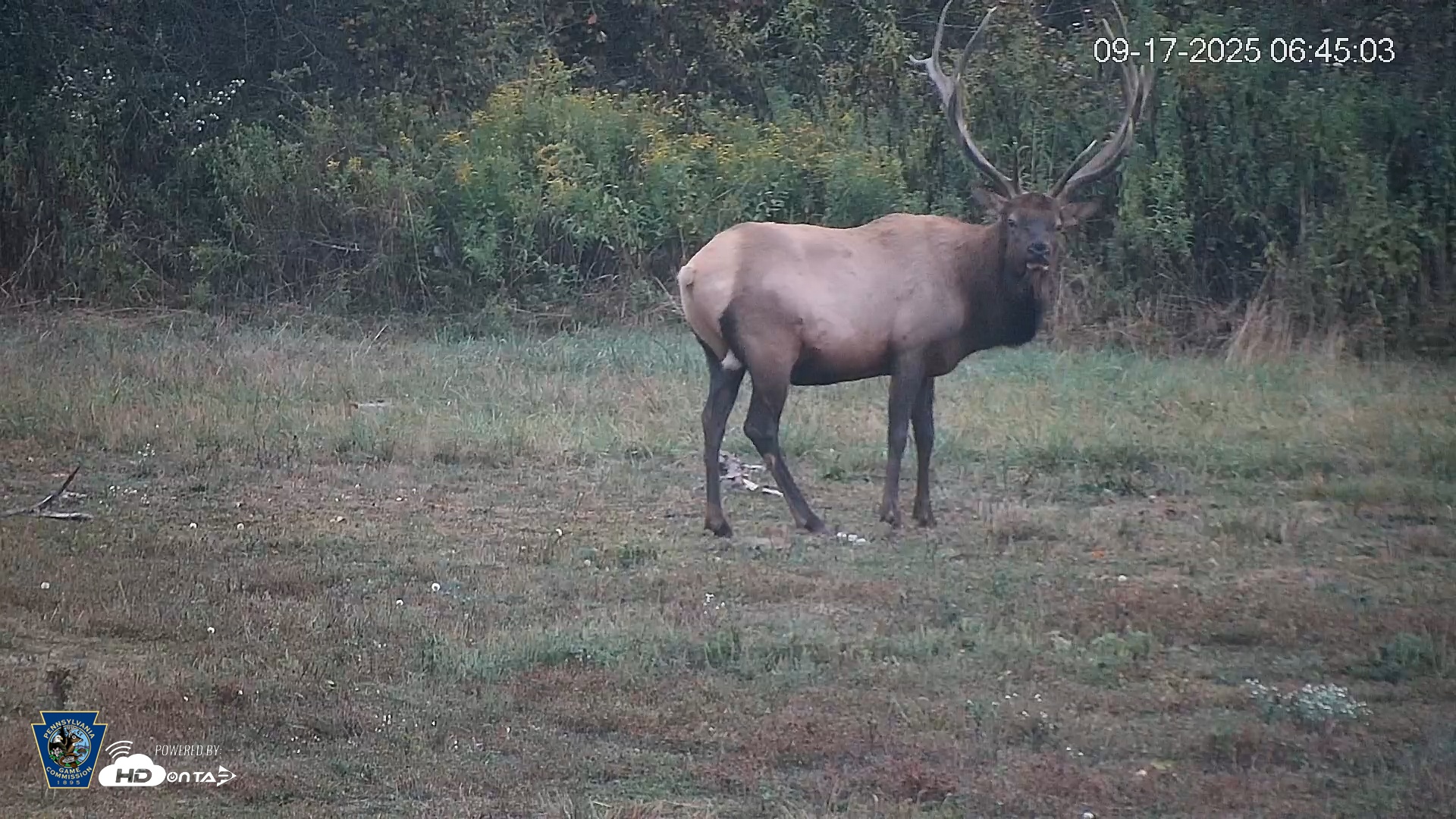 Snapshot of Pennsylvania Elk Live Webcam taken Sep 17, 2025, 6:45am EDT