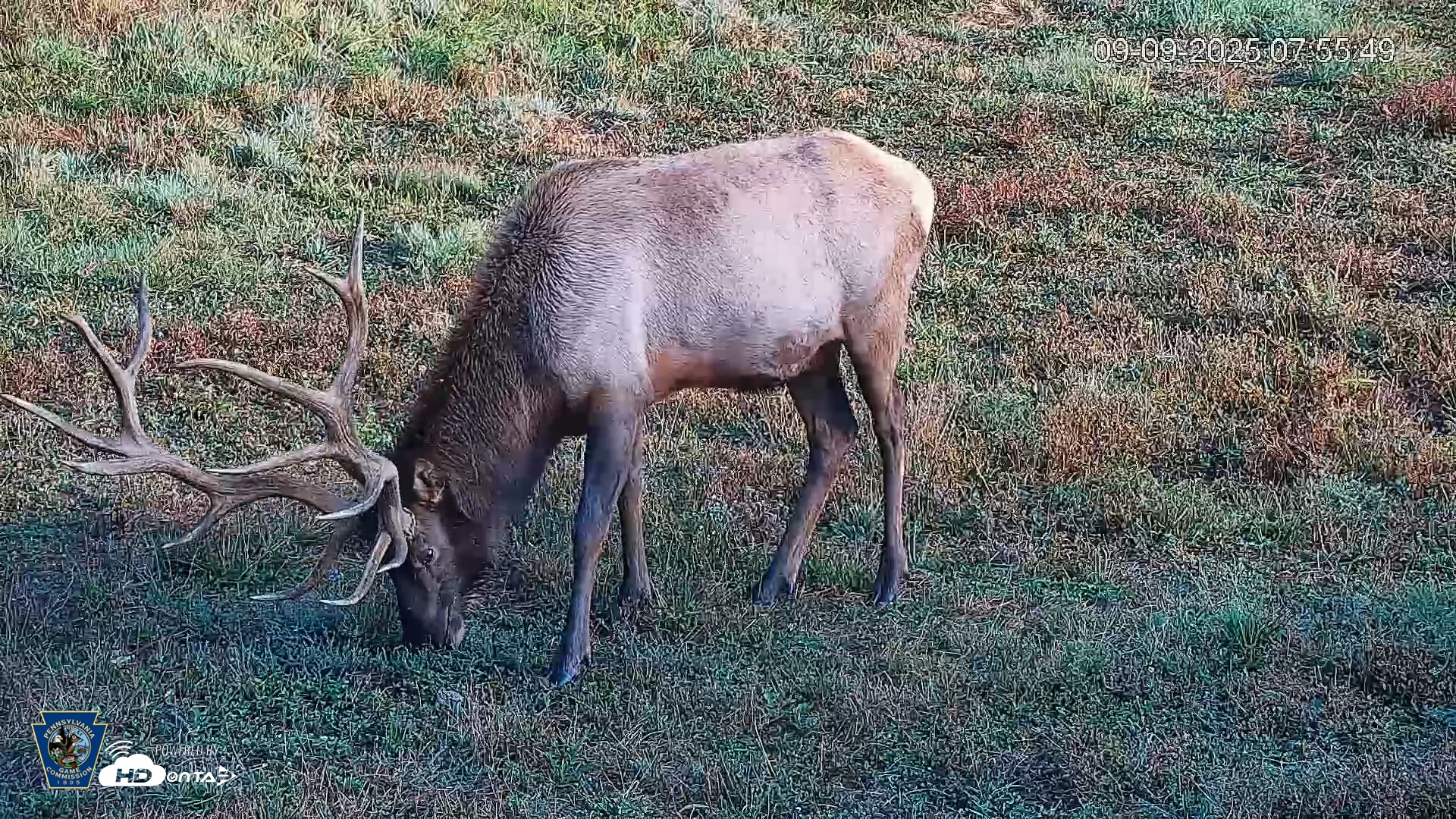 Snapshot of Pennsylvania Elk Live Webcam taken Sep 9, 2025, 7:56am EDT